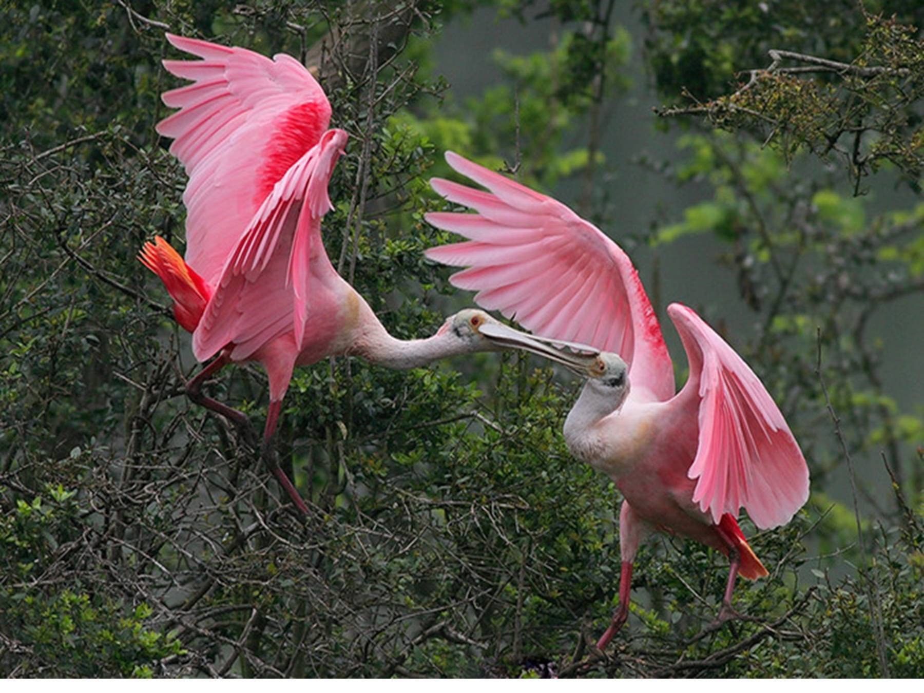 Андский фламинго красивые фото и картинки