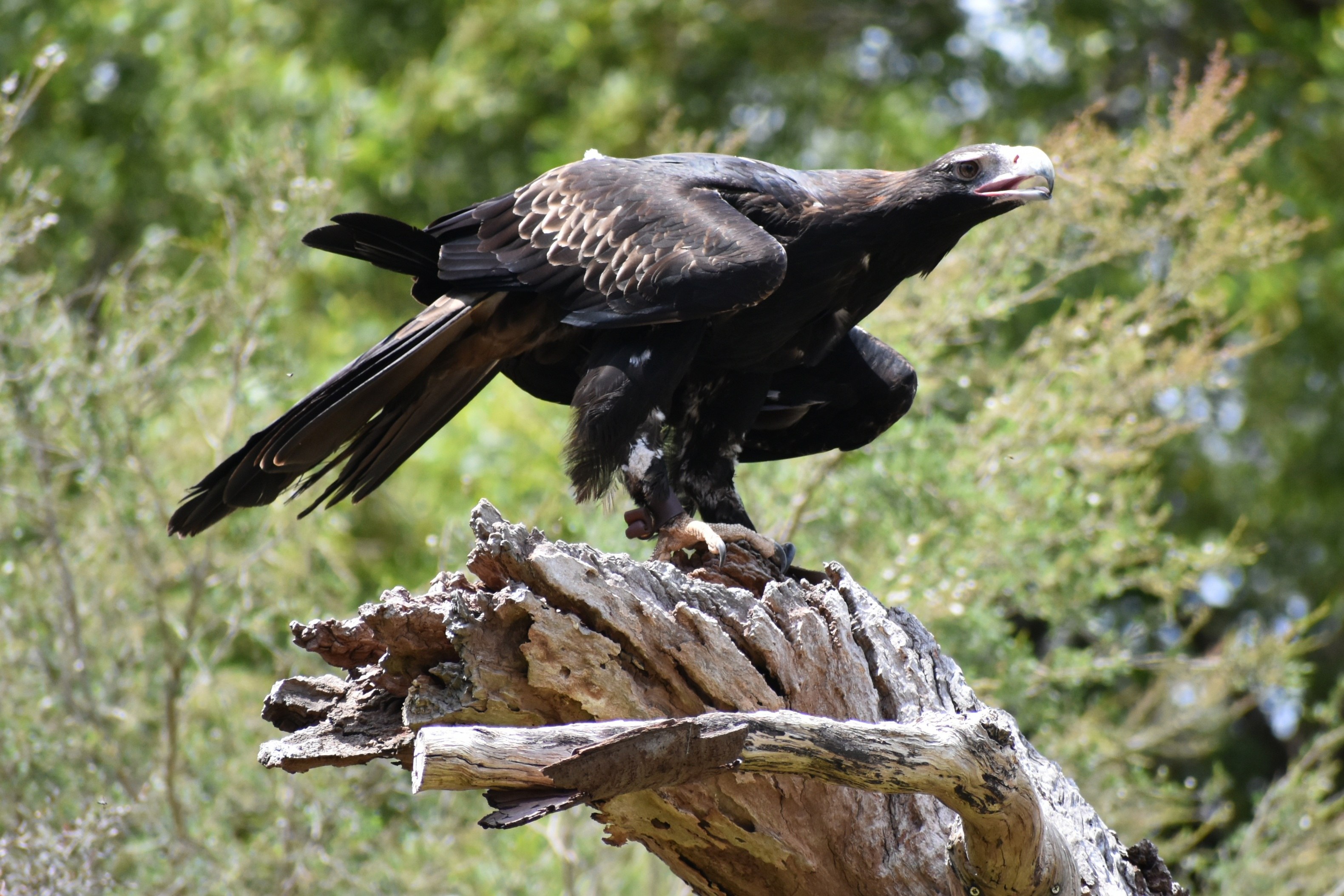 Горный хохлатый орел красивые фото и картинки