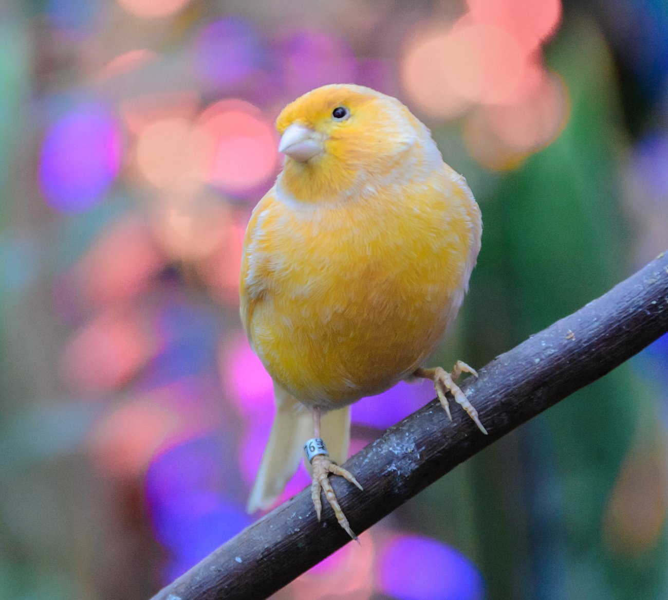 Канарейка птичка певчая красивые фото и картинки