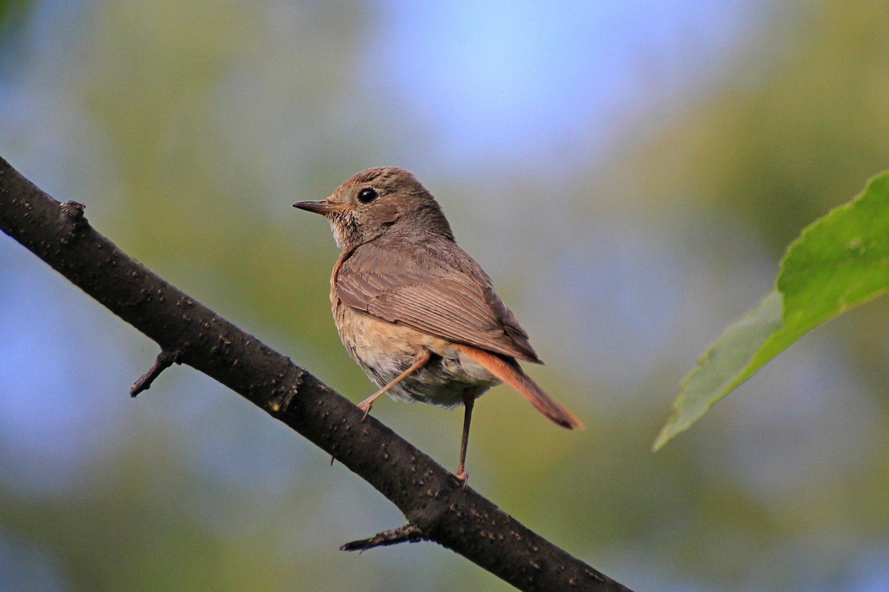 Маленькая коричневая птица фото