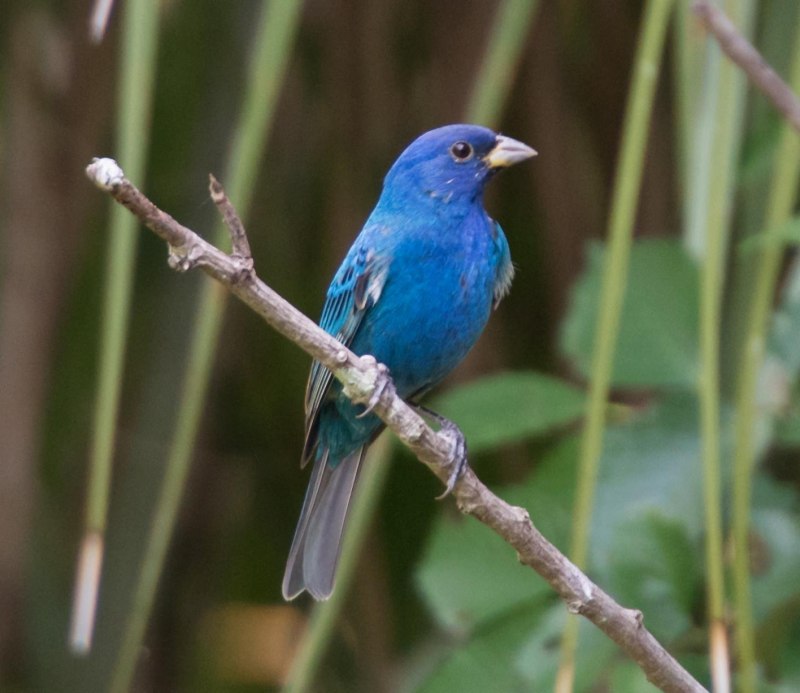 Голубая канарейка птица красивые фото и картинки
