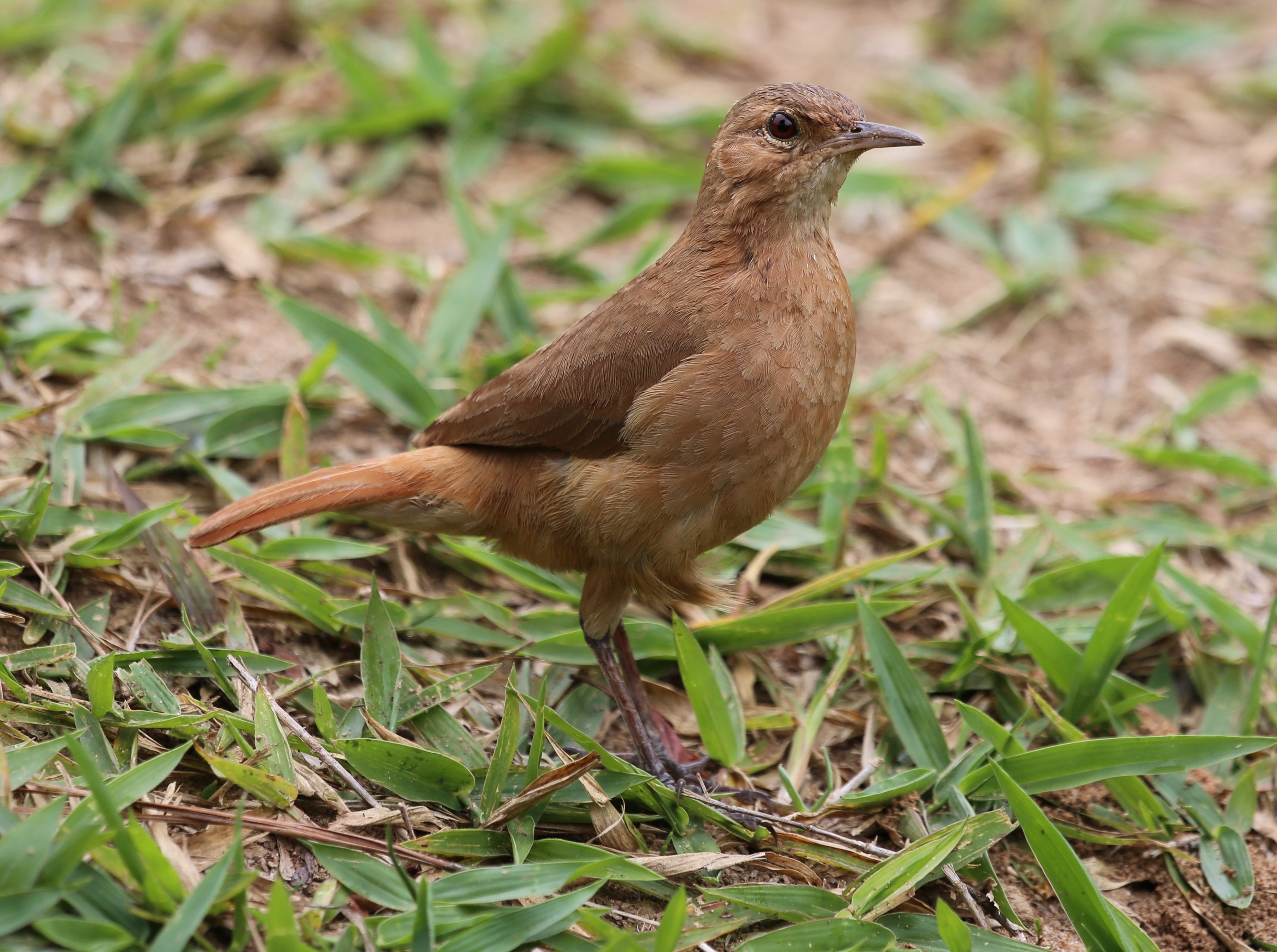 Маленькая коричневая птица фото