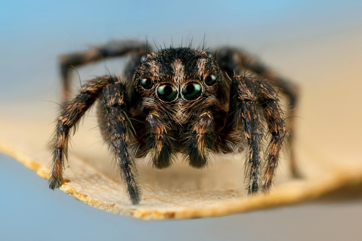 Африканский паук фото
