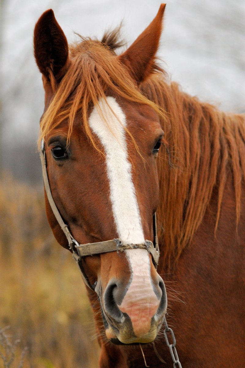 Лошадь Фото Коричнево Белая
