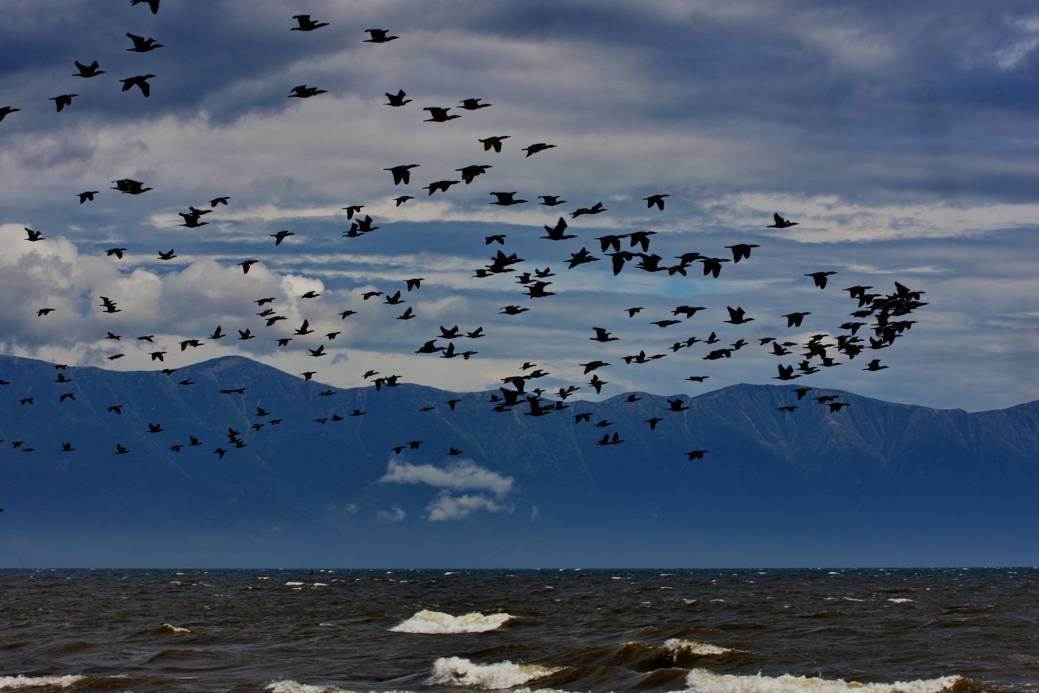 Жизнь мигрирующих птиц. Стая перелетных птиц. Птицы улетают. Птицы в небе. Мигрирующие птицы.