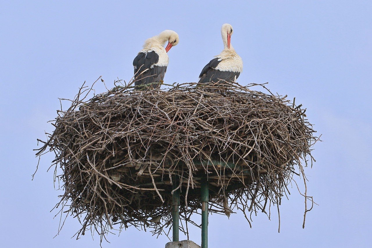 Самые необычные гнезда птиц