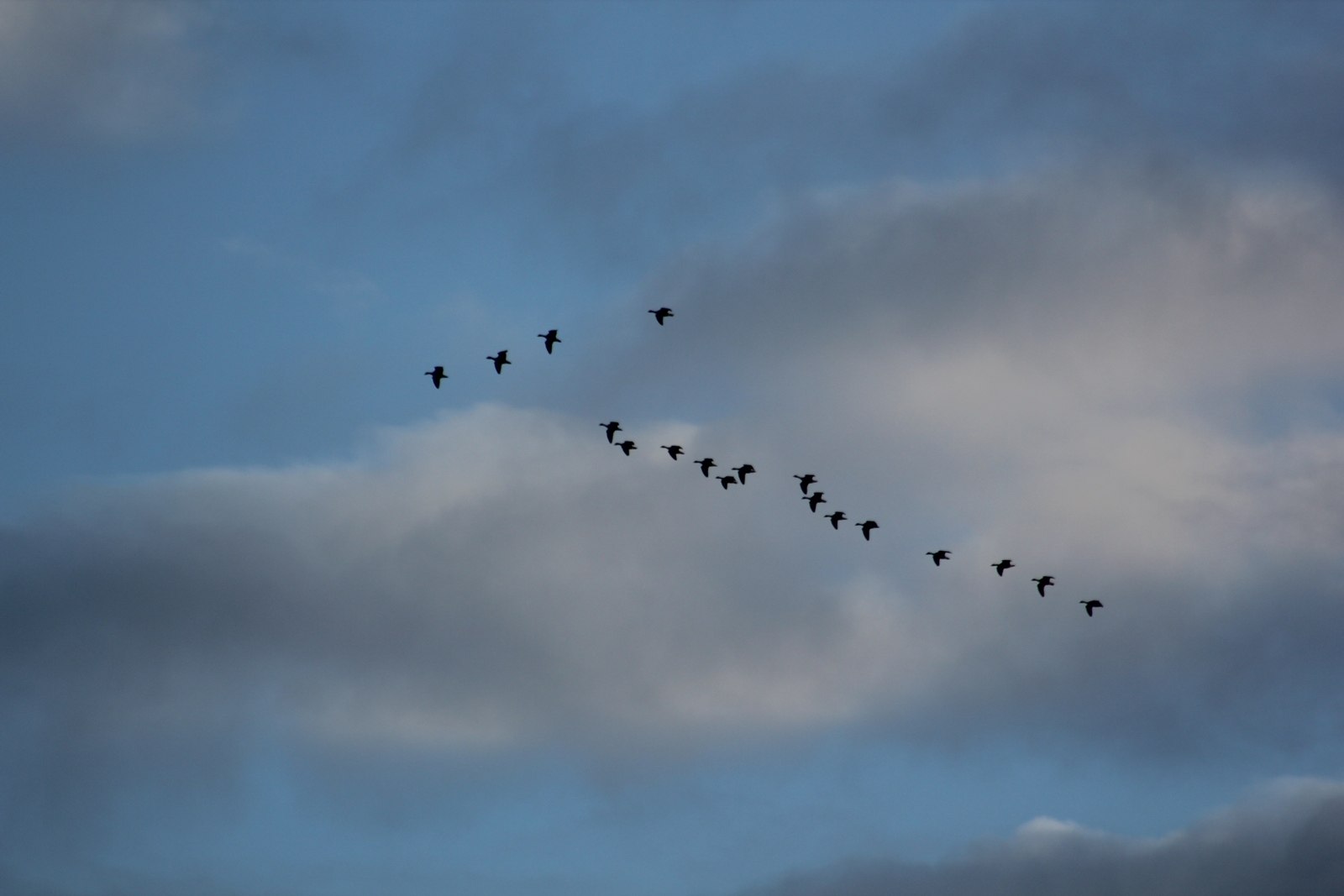 Глянь на небо птички летят колокольчики