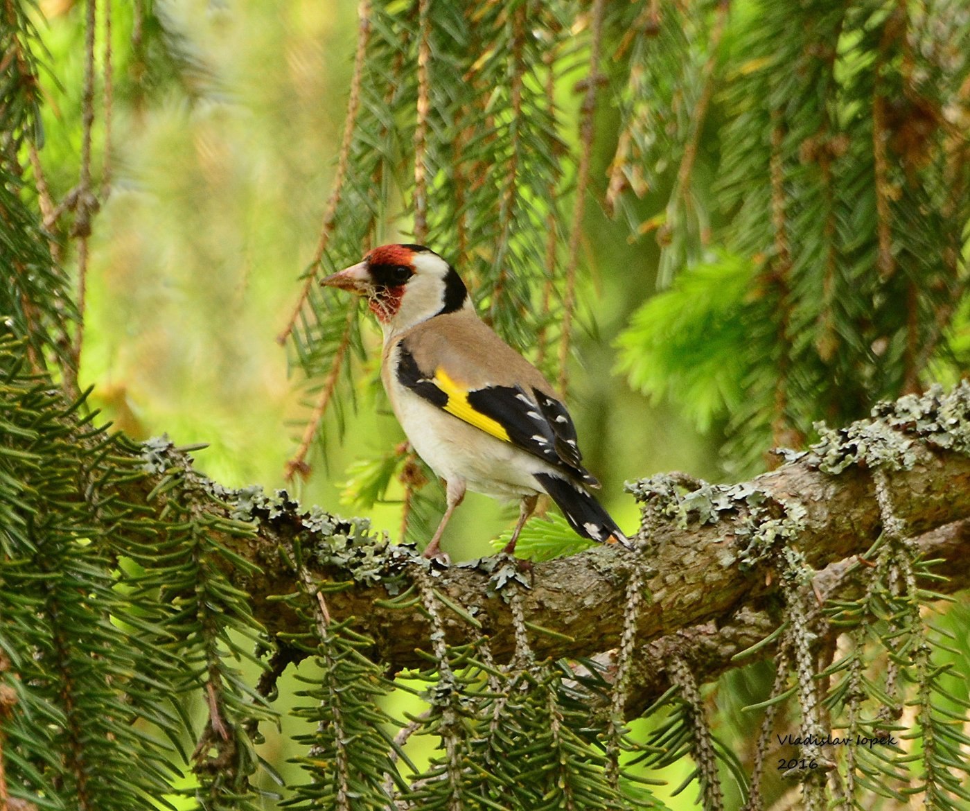 Фото щегла. Черноголовый щегол. Щегол (Carduelis Carduelis). Черноголовый щегол птица. Щегол Сосновый.