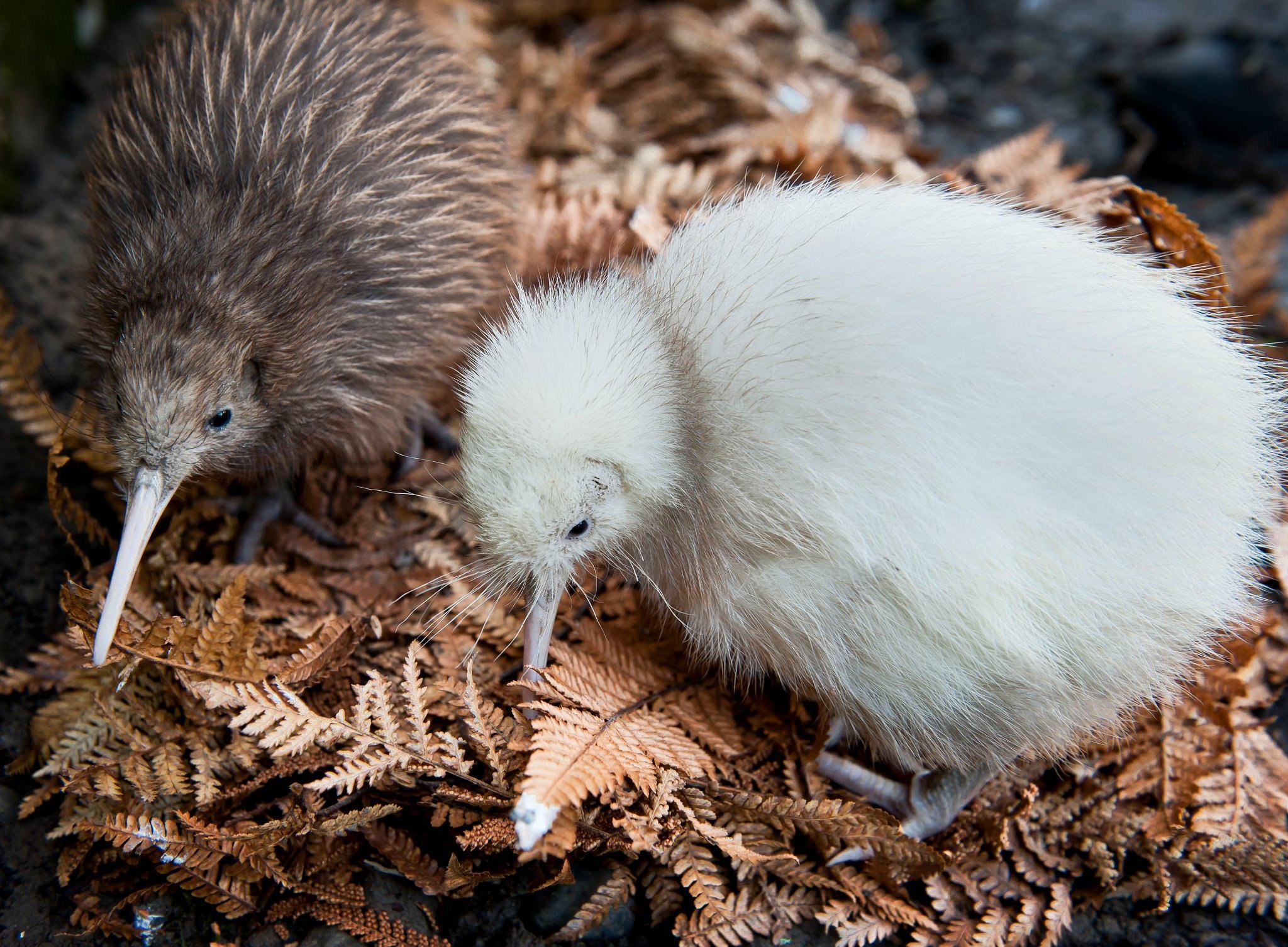 Киви класс. Киви птица. Птица киви в новой Зеландии. Птичка киви альбинос. Птица киви птенец.