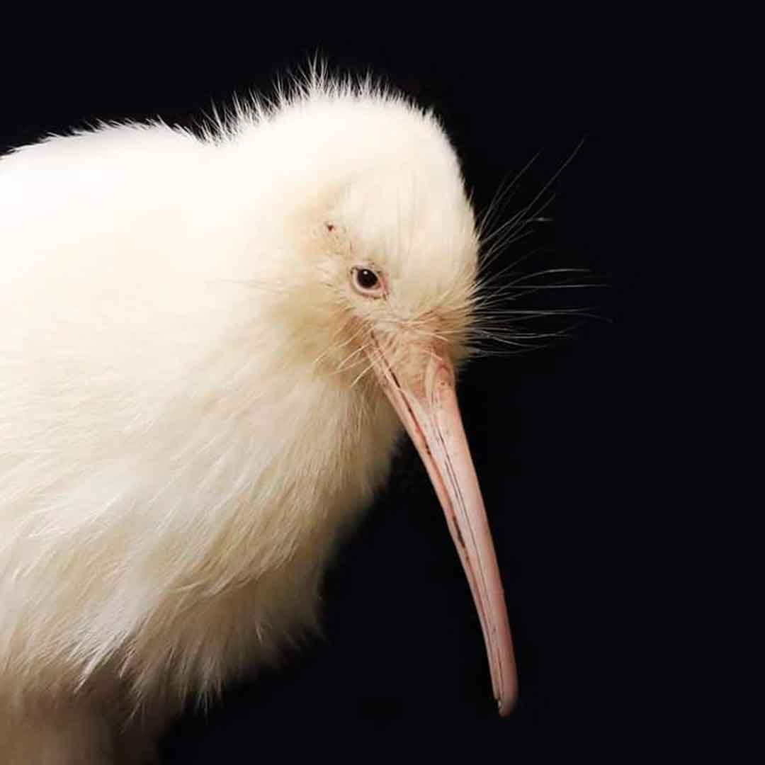 Киви альбинос
