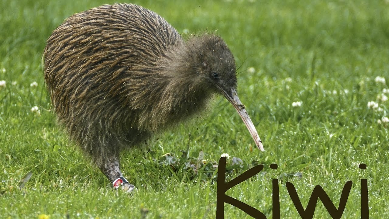 Остров киви. Птица киви в новой Зеландии. Птица киви символ новой Зеландии. Новозеландия птица киви. Птица киви птенец.