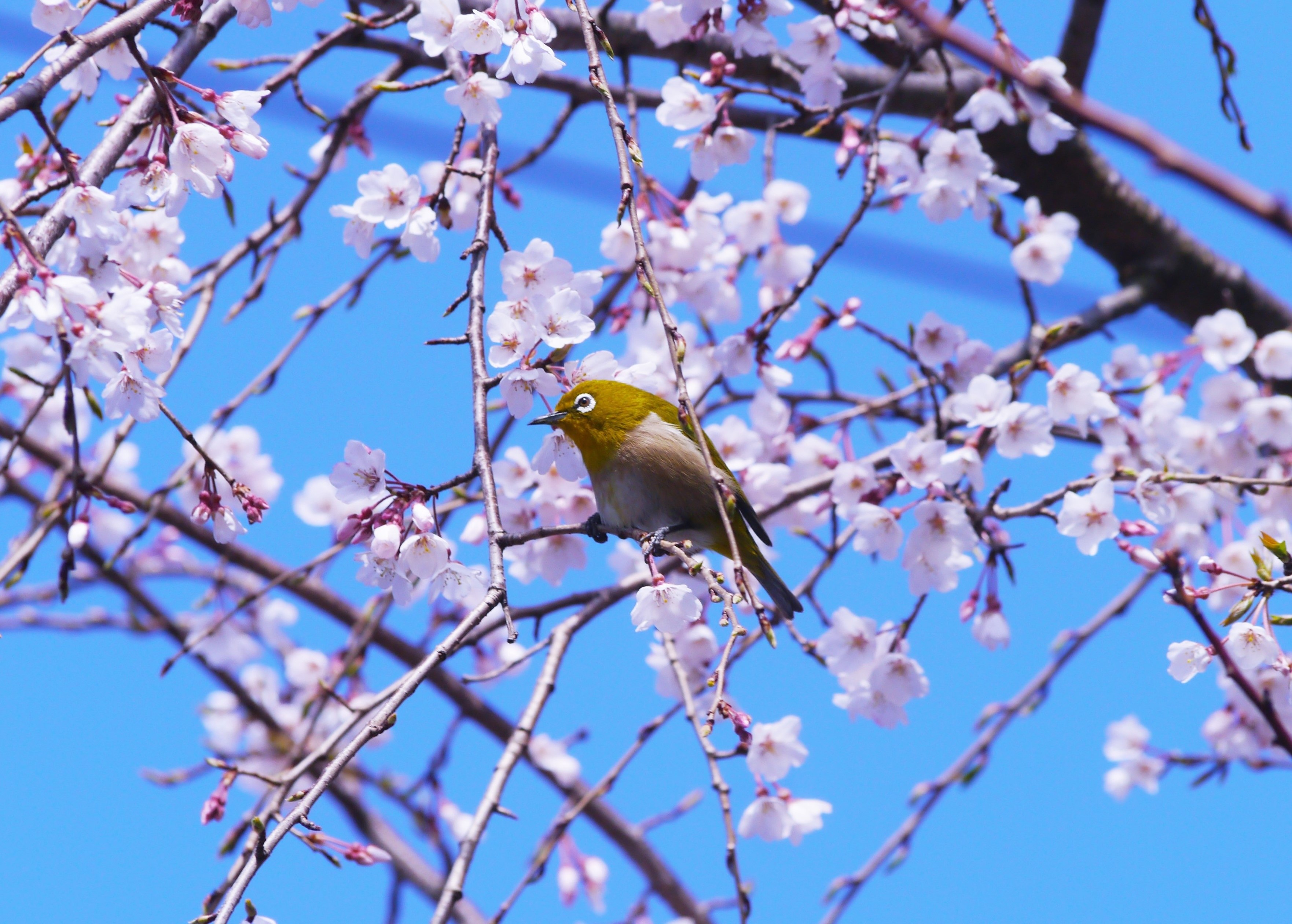 Птицы на цветущих деревьях