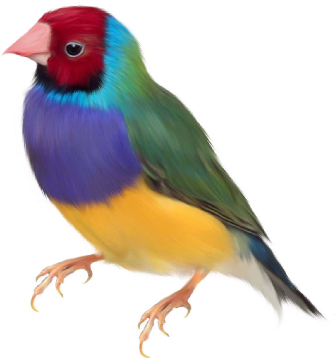 Gouldian Finch. Птичка на белом фоне. Яркие птички. Птичка на прозрачном фоне.