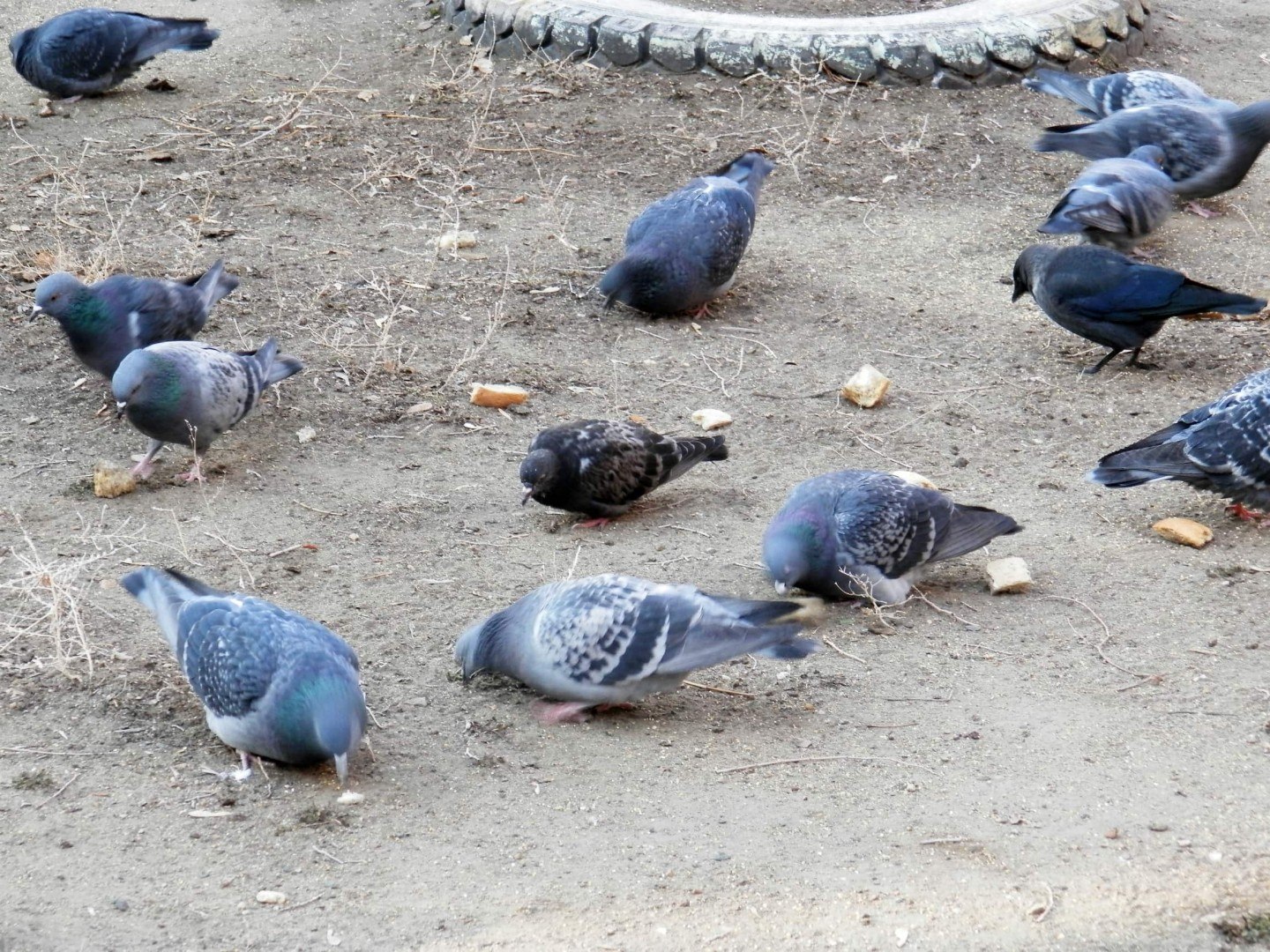 Во дворе дома прилетели голуби