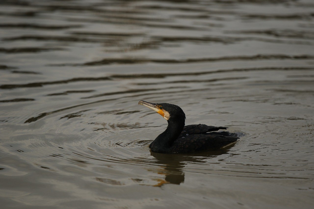 Большая черная водоплавающая птица