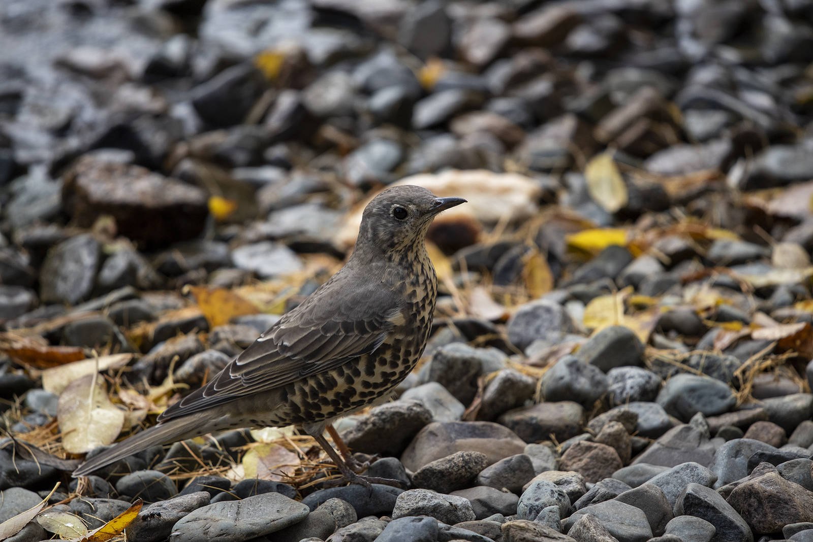 Turdus Serranus