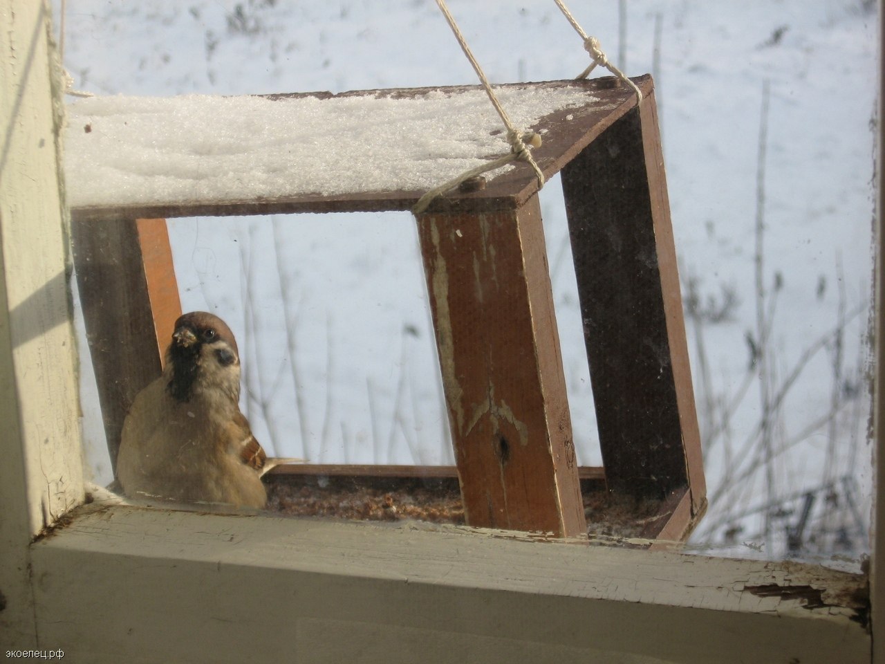 Кормушка для птиц под окном. Воробей в кормушке. Птицы за окном. Кормушки за окном зимой. Воробушки на кормушке.