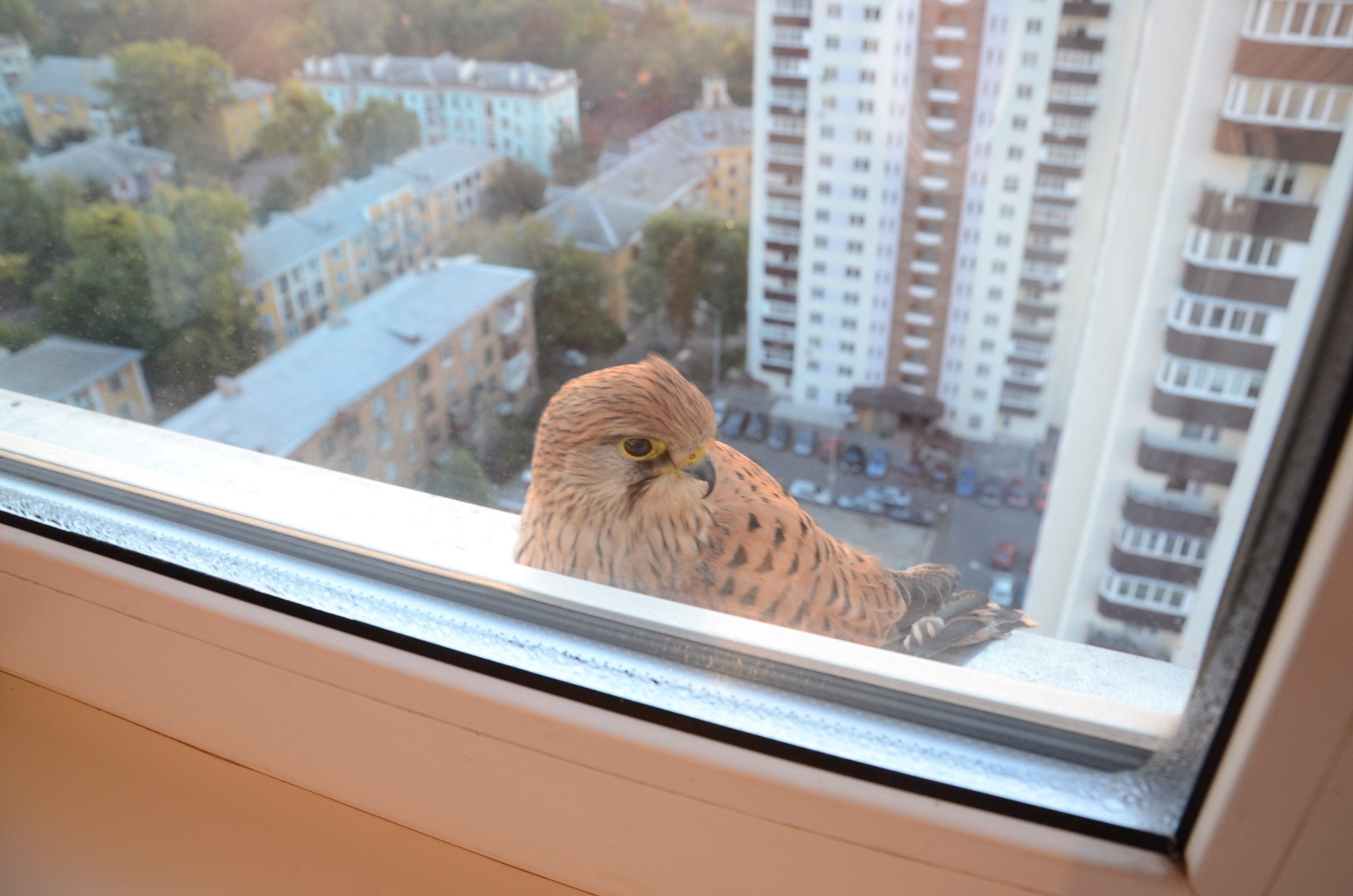 Птицы ударились в окно дома. Птицы на окна. Птицы за окном. Птица за окном летом. Птичка за моим окном.