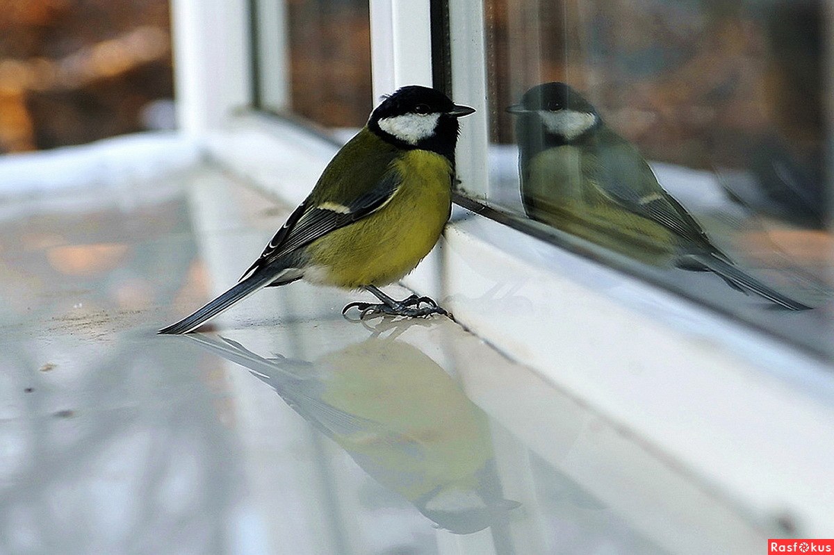 Синичка на окне. Птица на подоконнике. Синица на подоконнике. Птички за окном.