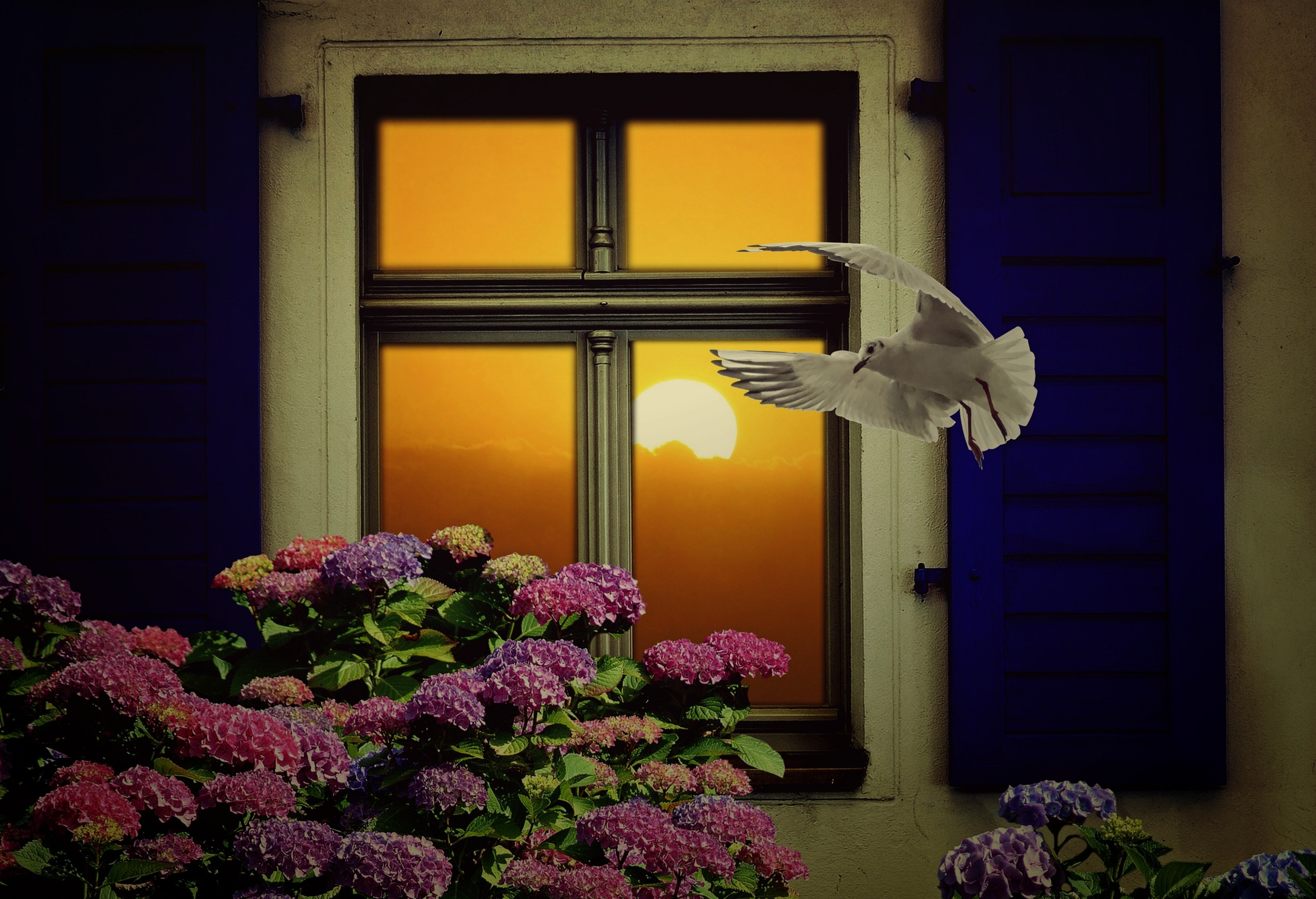 Синий вечер заглянул в мое окно. Цветы на окне. Окно в цветах. Птицы на окна. Птичка на окошке.