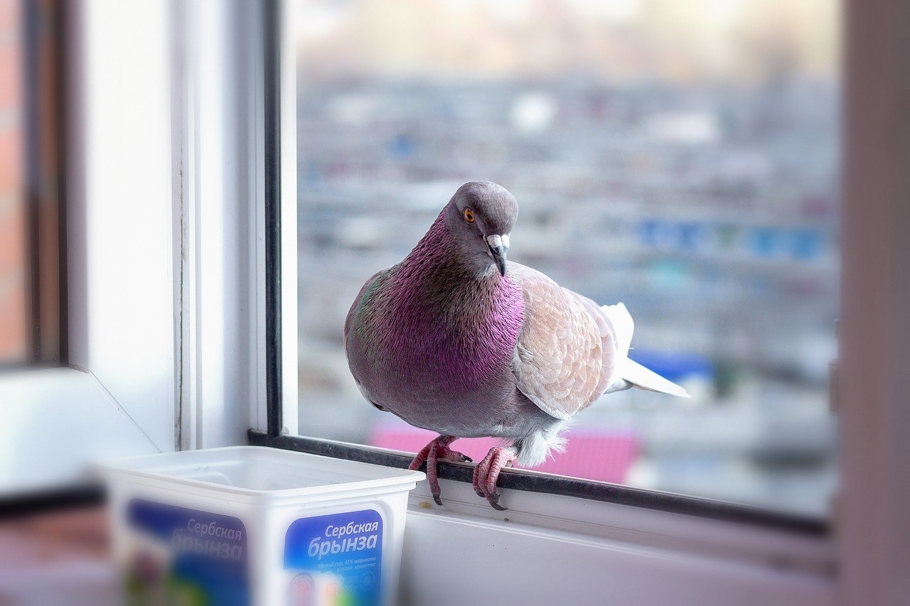 Что означает голубь в окне. Голубь на подоконнике. Птица на подоконнике. Птицы на окна. Голубь за окном.