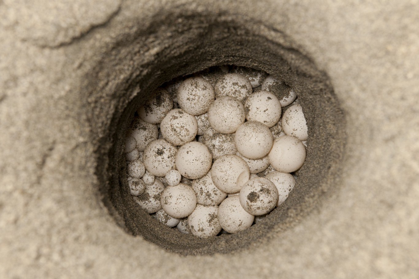 Откладывают большое количество яиц. Яйца морской черепахи. Гнездо черепахи. Гнездо черепахи с яйцами. Черепахи откладывают яйца в песок.