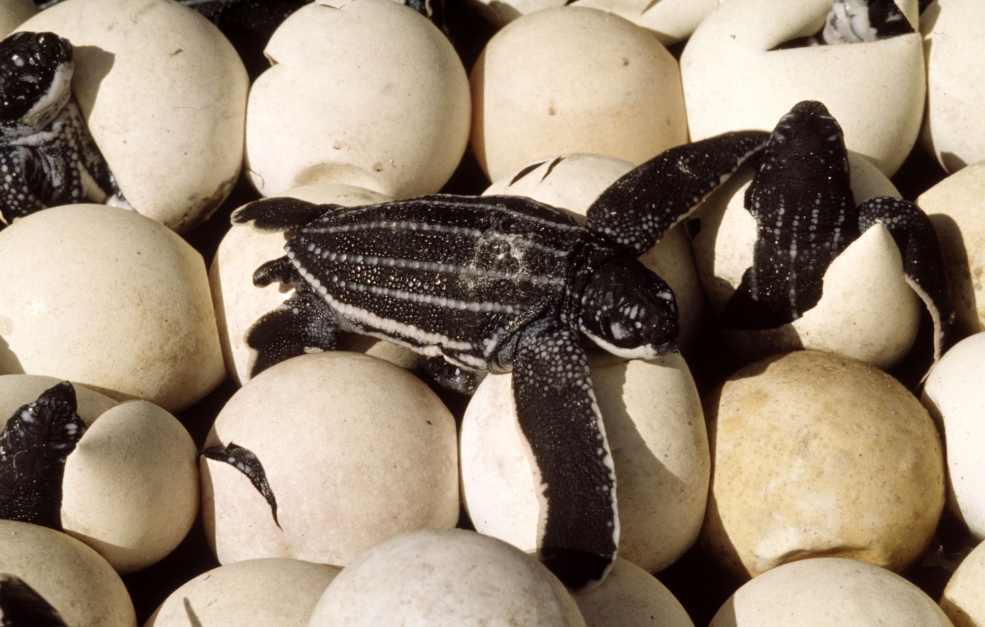 Яйца пресмыкающихся содержат. Кожистая черепаха откладывает яйца. Яйца кожистой черепахи. Кожистая морская черепаха. Черепашата вылупляются.