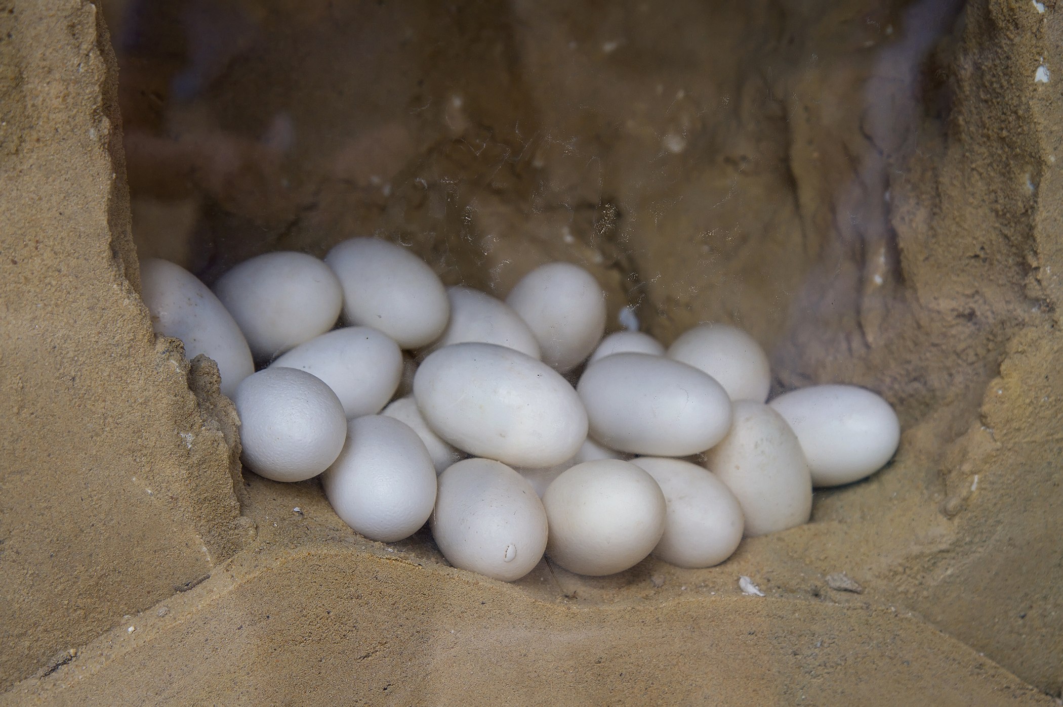Откладывают большое количество яиц. Нильский крокодил яйца. Кладка яиц.