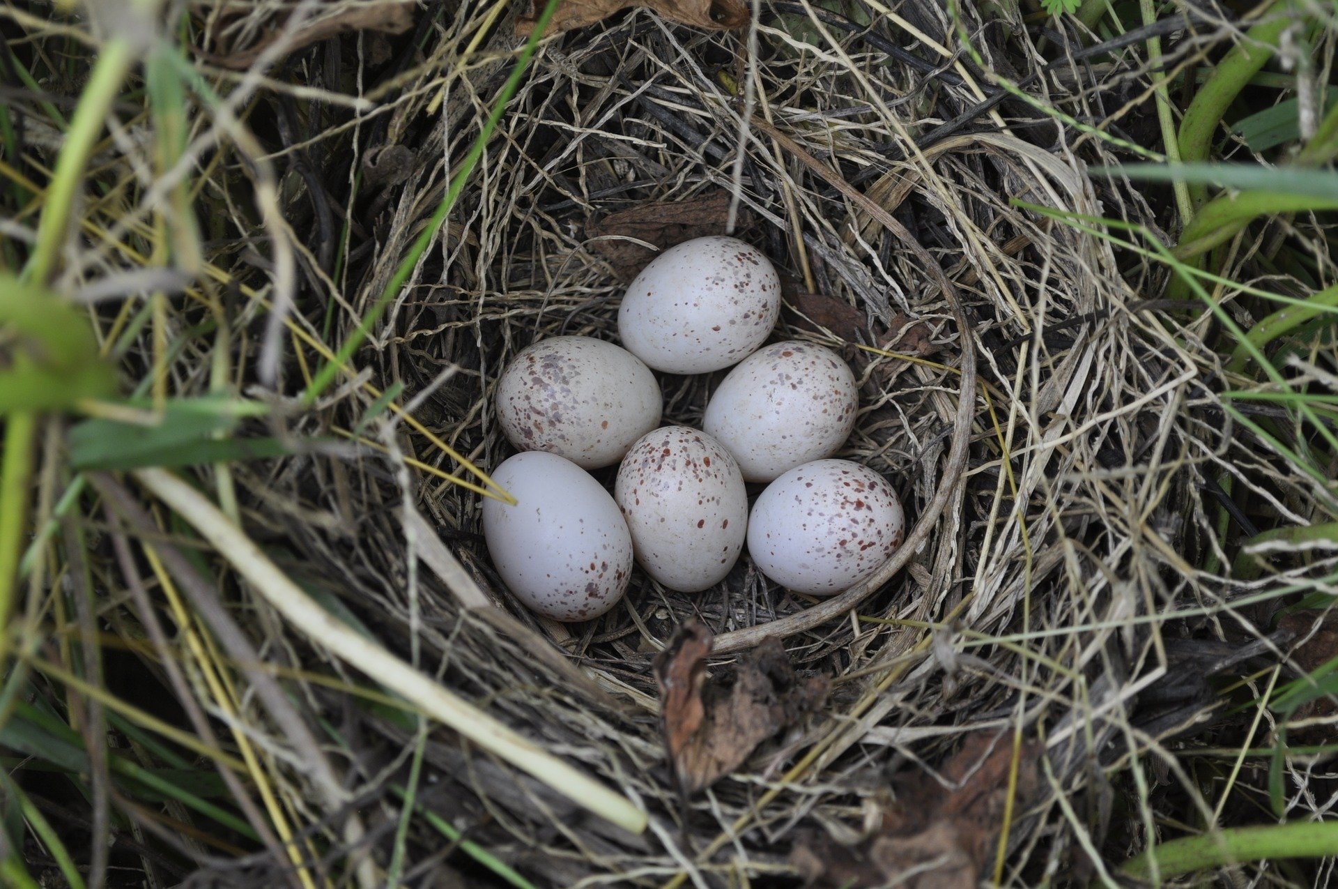 Какого цвета яйца птиц. Сарыч гнездо яйцо. Яйца птиц. Яйца лесных птиц. Птичьи яйца в гнезде.