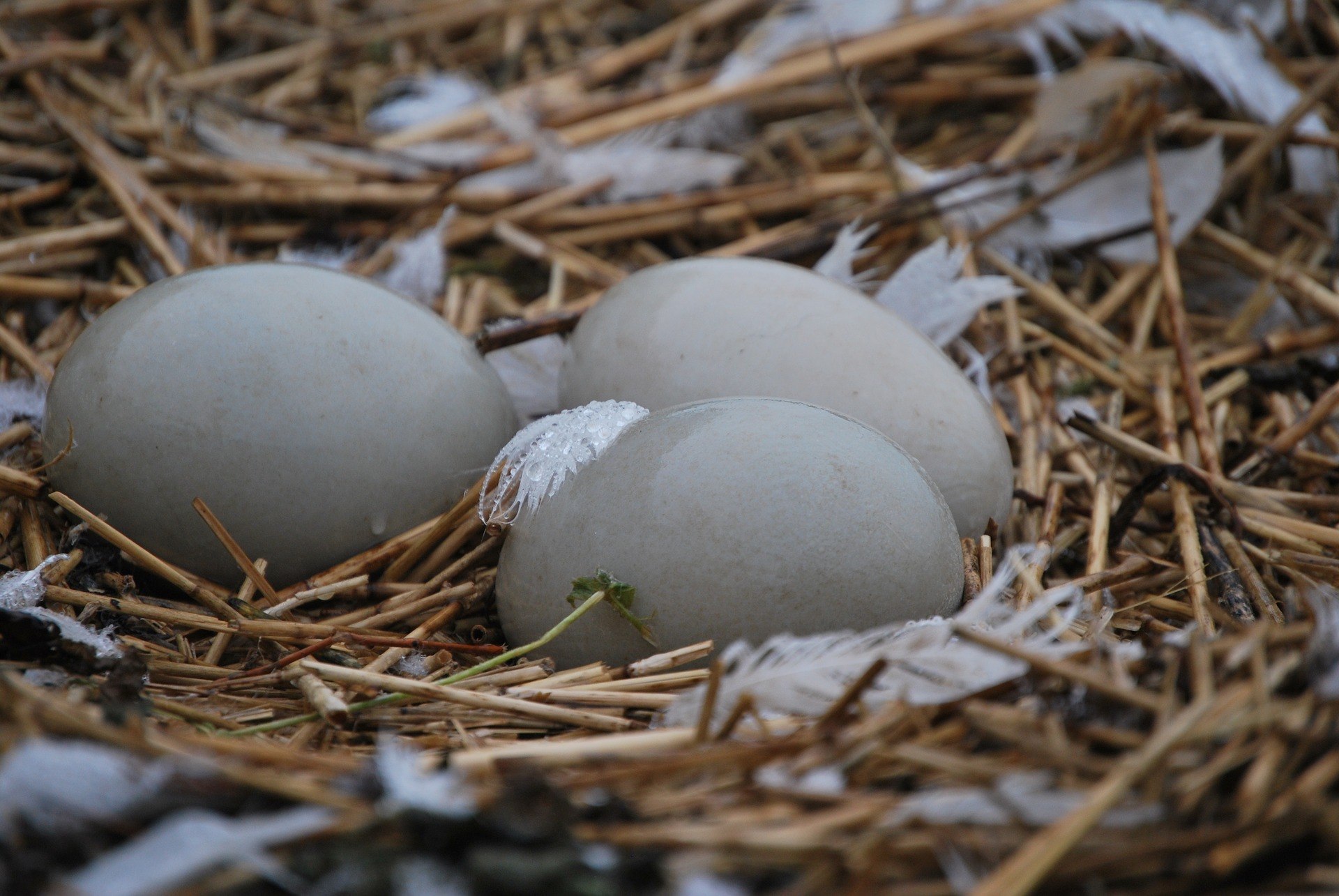 Какого цвета яйца птиц. Яйца птиц. Яйца диких птиц. Серые яйца. Красивые яйца птиц.