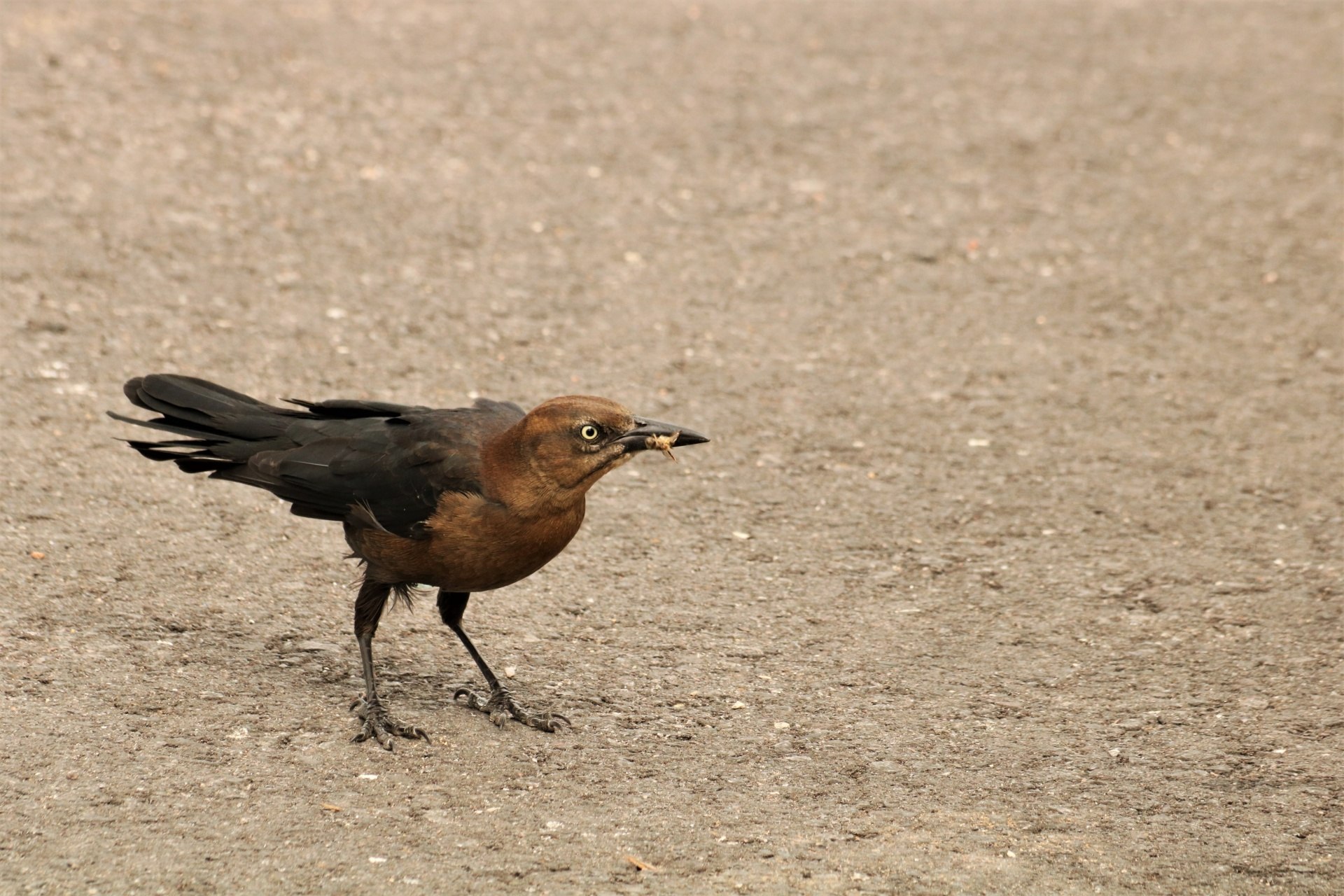 Коричневая птица с длинным хвостом. Коричневая птица. Большая коричневая птица. Большие коричневые птицы. Птица с коричневым хвостом.
