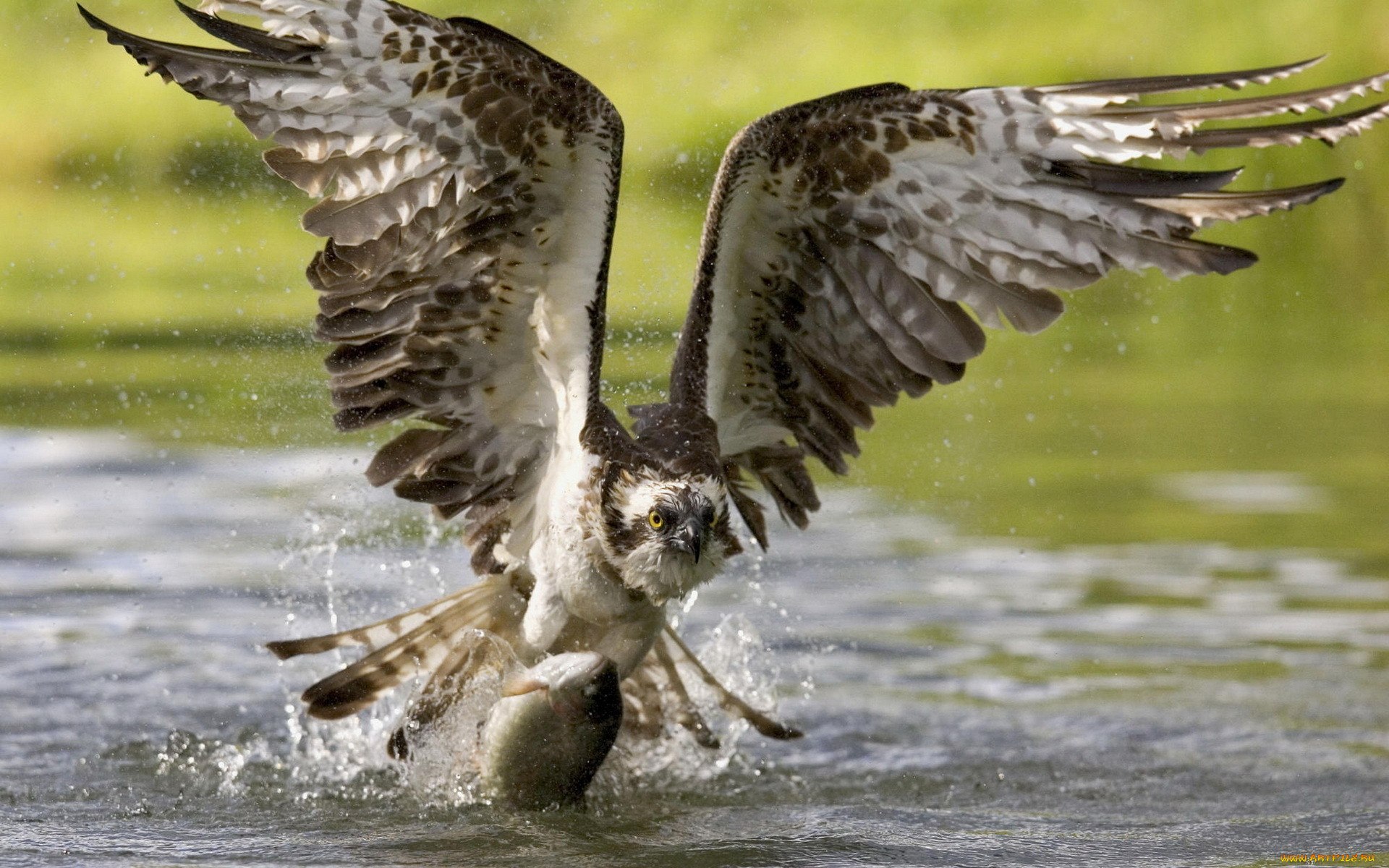 охота птицы на рыбу