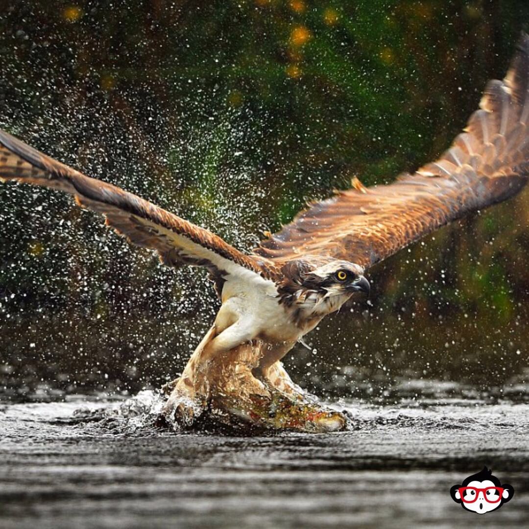 Орел ловит рыбу