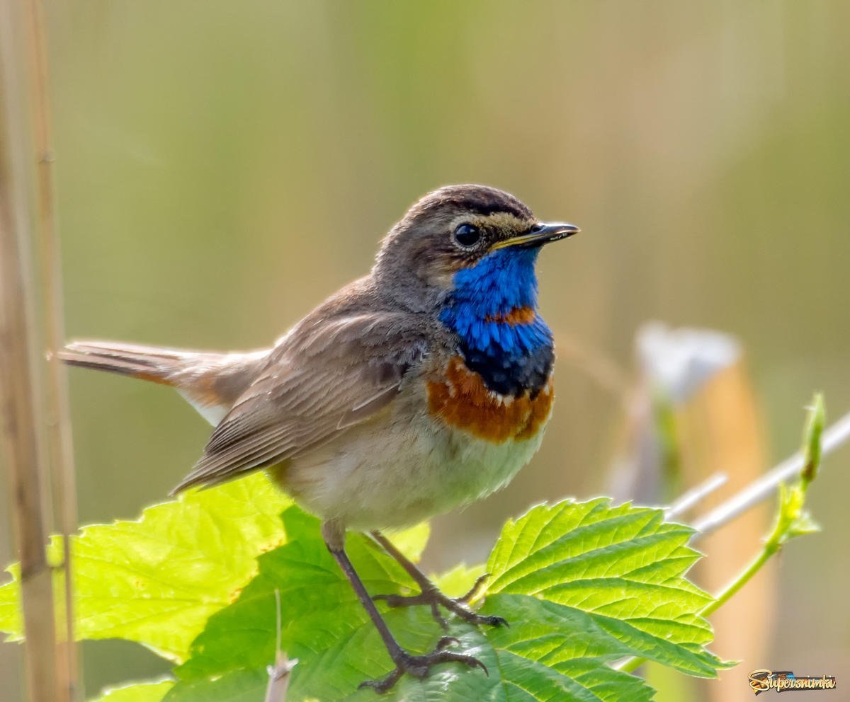 Маленькая серая птичка с синей грудкой фото и название