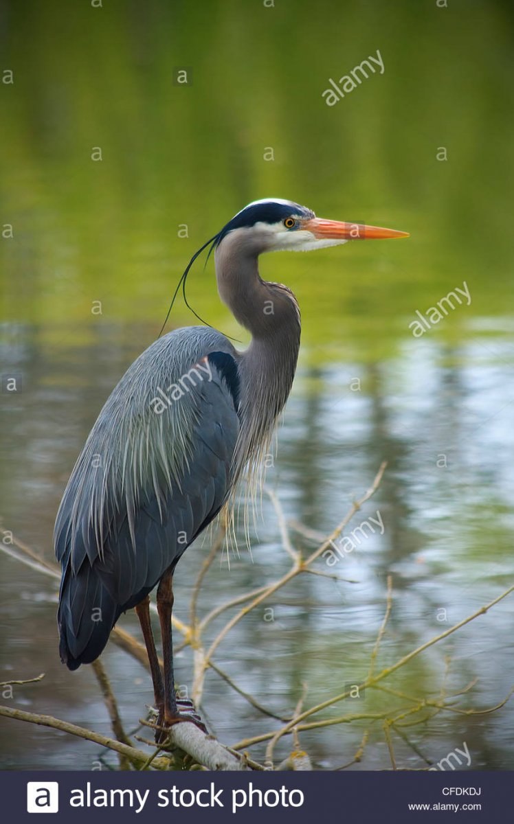 Great Blue Heron птица