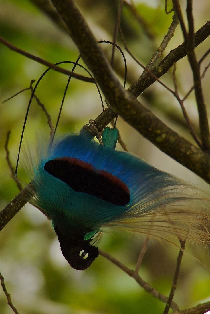 Синяя райская птица (86 фото)