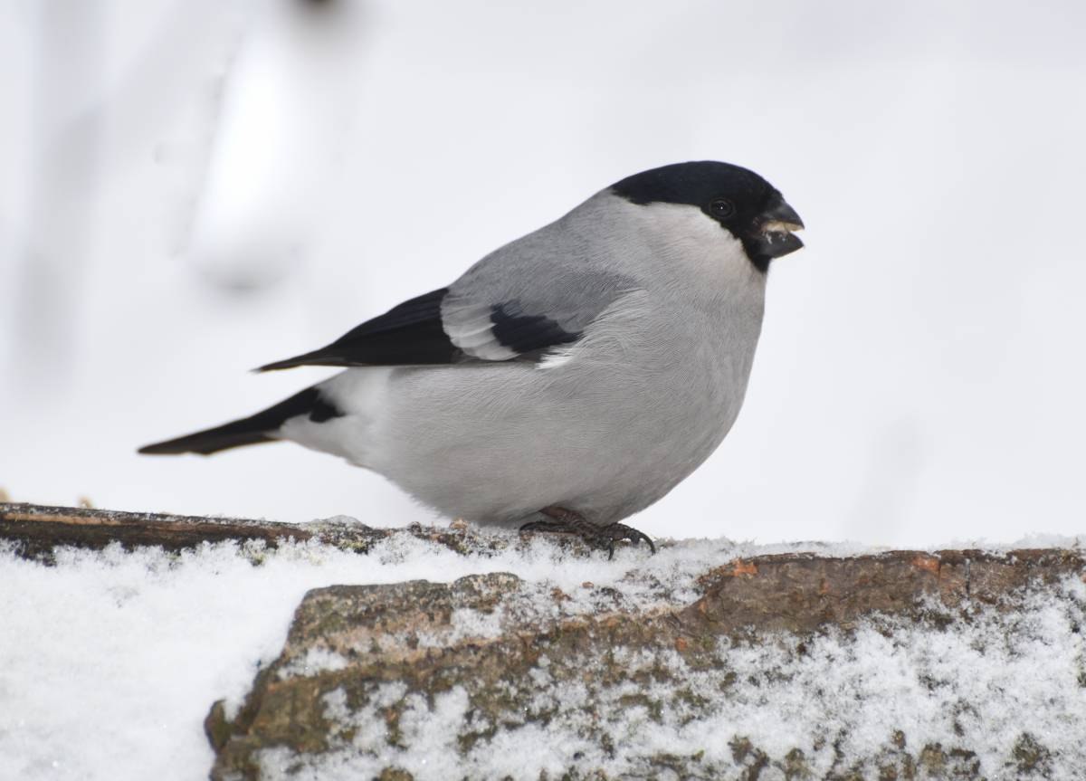 Серые птицы зимой. Серый Снегирь. Снегирь Сибирский серый. Серый Снегирь птица. Серый Снегирь Снегириные.