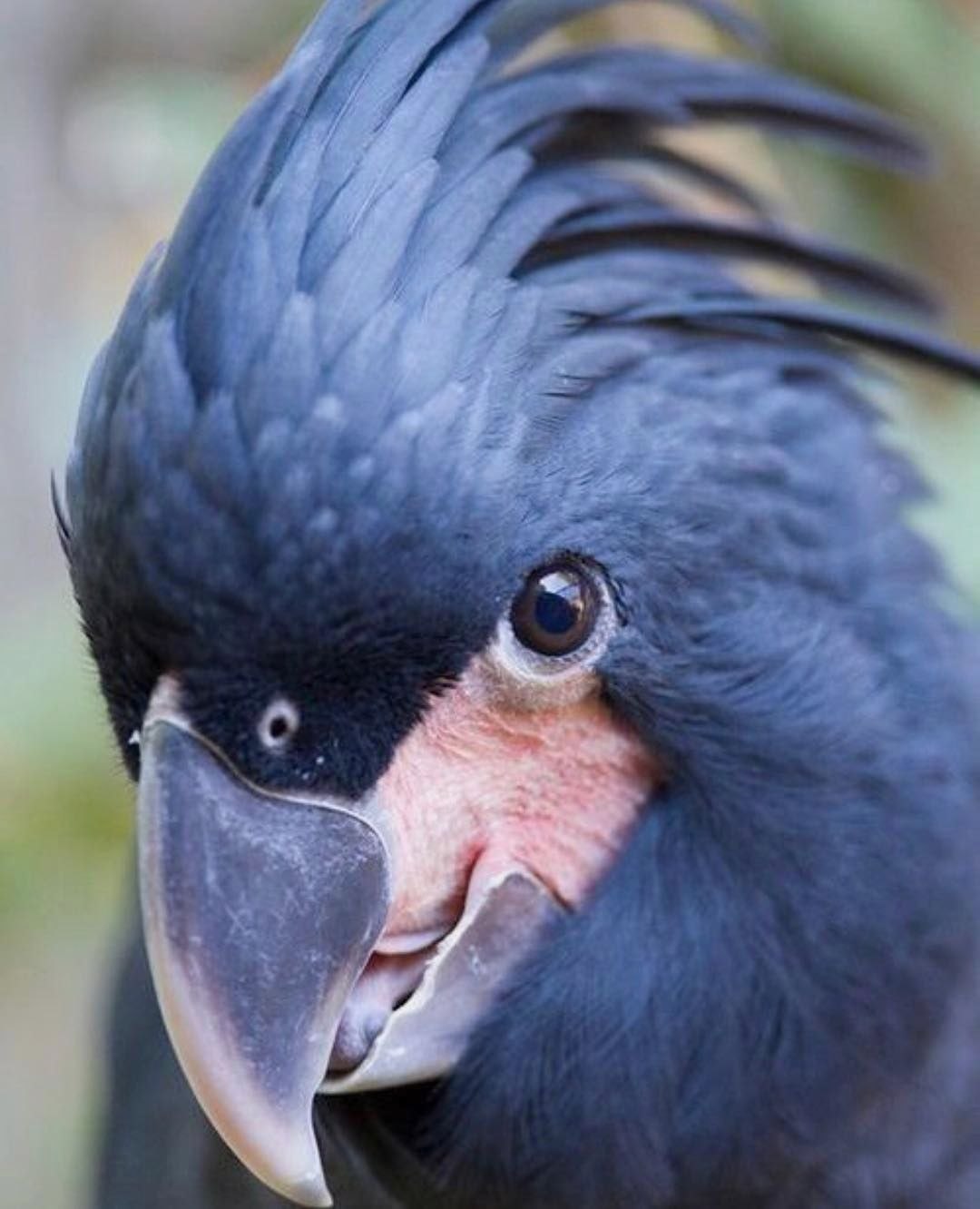 Черный попугай. Попугай Какаду черный. Черный пальмовый Какаду. Черный Какаду птенец. Пальмовый Какаду птенец.