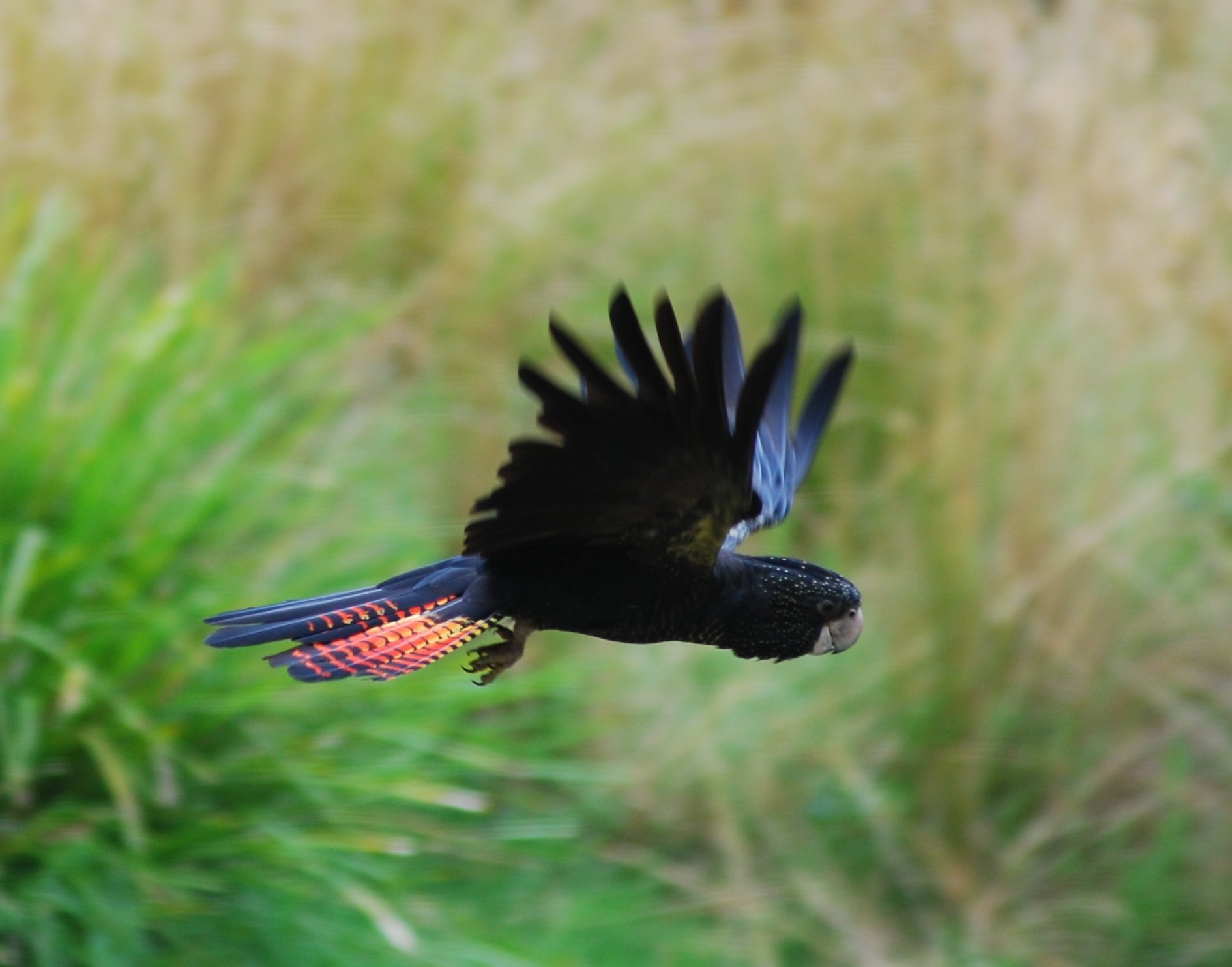 Черный попугай. Краснохвостый Какаду. Попугай чёрный краснохвостый Какаду. Calyptorhynchus banksii. Какаду в полете.