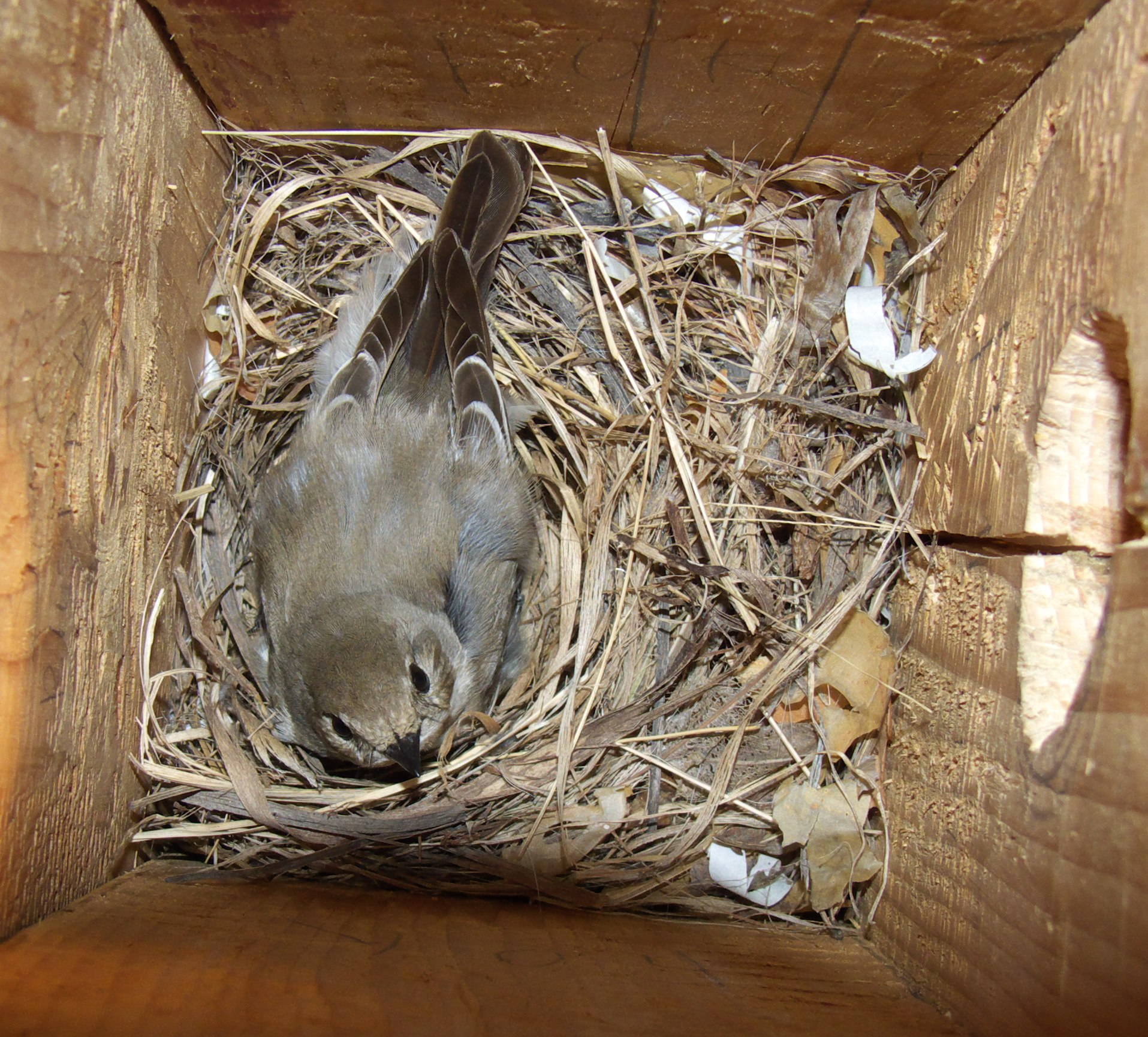 Под крышей дома свили гнездо. Мухоловка пеструшка гнездо. Мухоловка петрушка гнездо. Мухоловка пеструшка птенец. Серая мухоловка птица гнездо.
