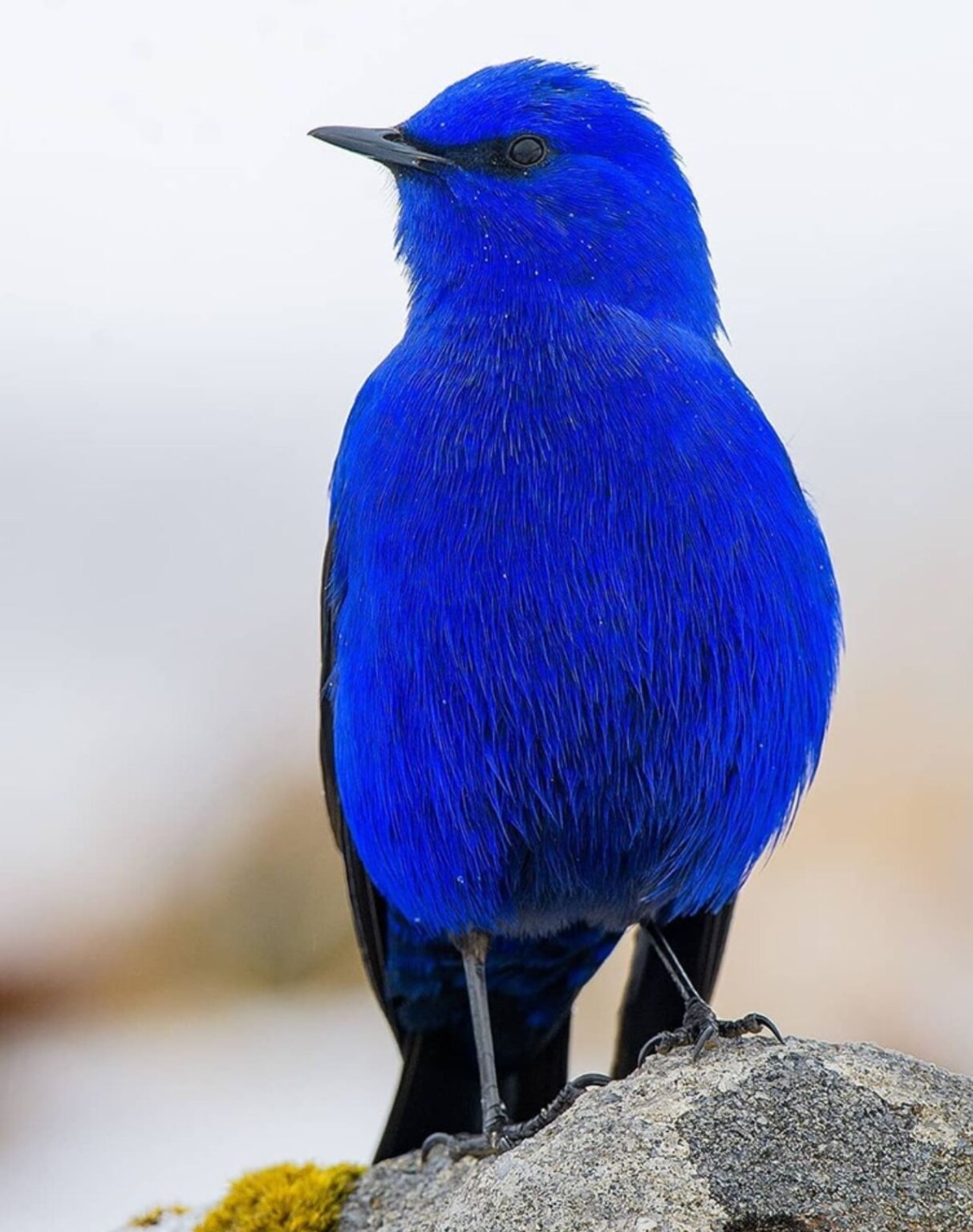 O bird. Лазоревая птица Грандала. Ультрамариновый овсянковый Кардинал. Стеллерова черноголовая голубая Сойка. Синяя птица голубая Грандала.