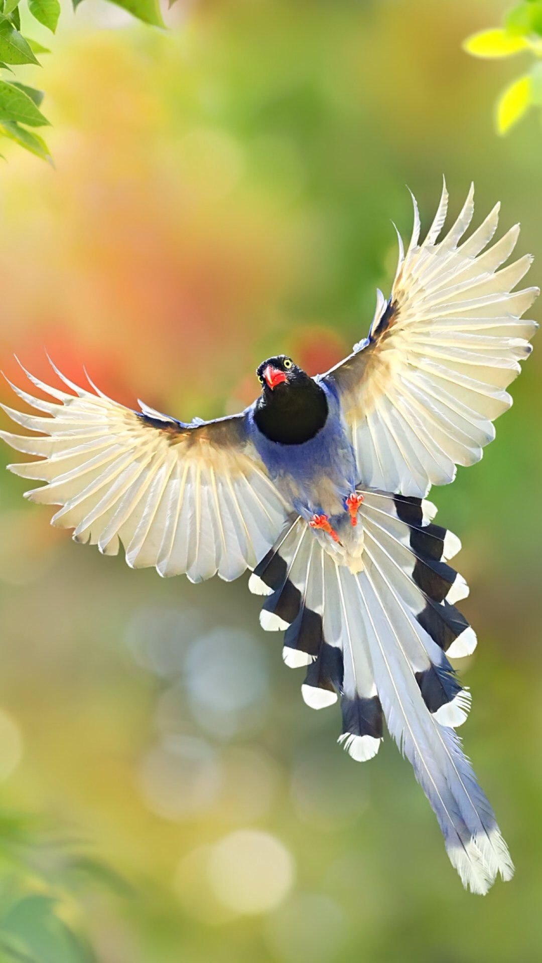 Летящие красивые птицы летящие. Птица в полете. Красивые птицы. Яркие птицы. Красивая птица в полете.