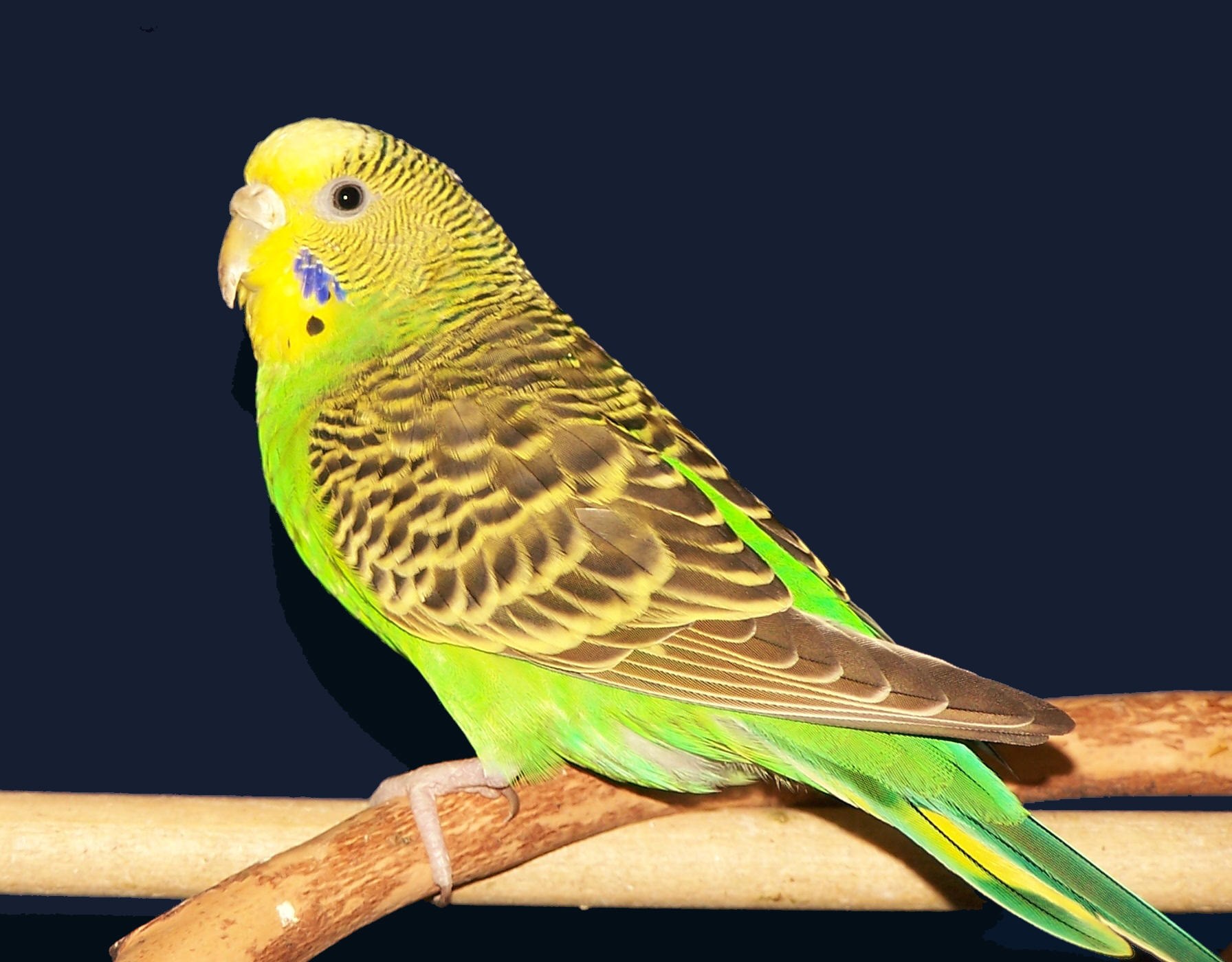 Волнистый попугай машет крыльями. Пинто волнистый попугай. Попугай зеленый волнистик. Попугаи волнистые попугайчики. Зелёный волнистый попугай мальчик.