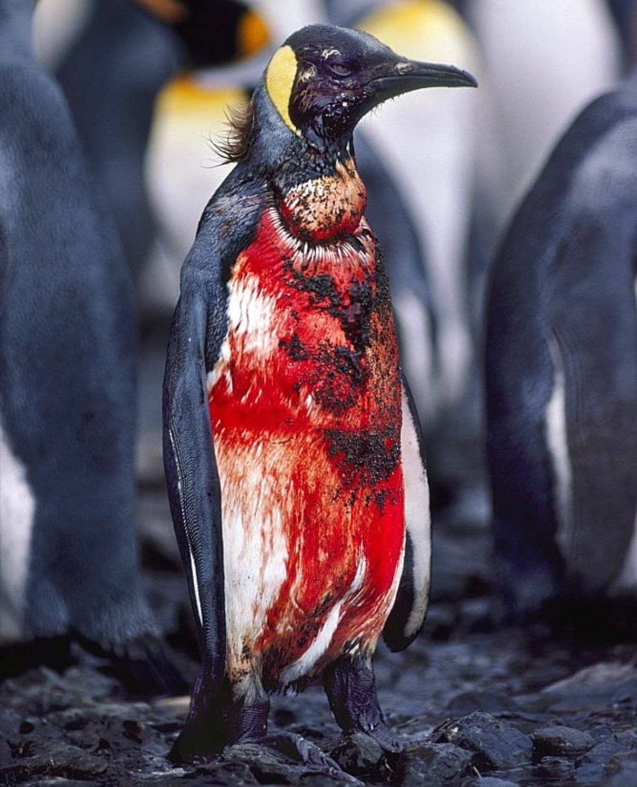 Страшный Пингвин