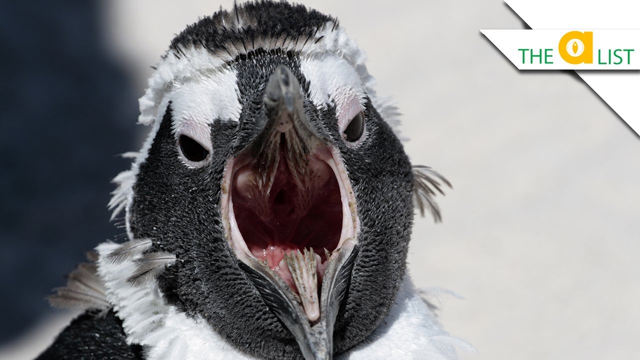 Зубы пингвина