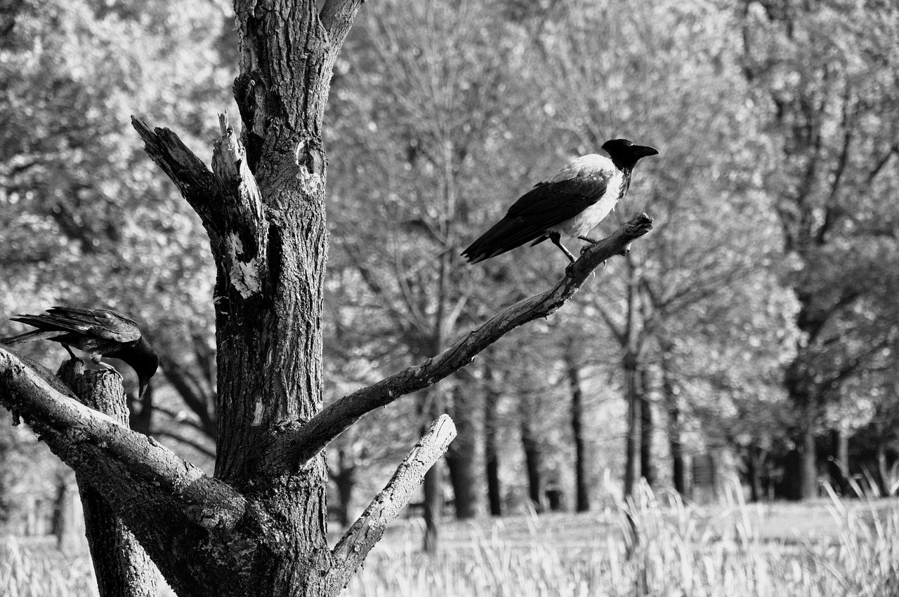 Ворона каркает на дереве