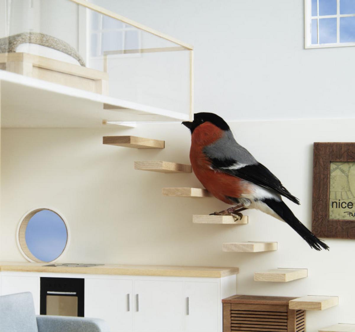 Дикие птицы дома. Дом с птицами. Птицы для квартиры. Птички в квартире. Декоративные птицы для квартиры.