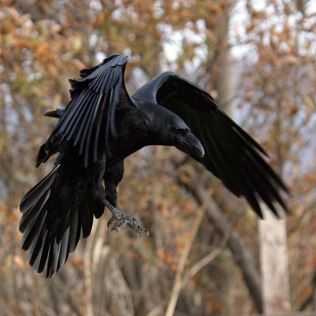 Crows flight. Ворон principalis. Ворона меланист. Размах крыльев ворона. Белогрудый ворон.