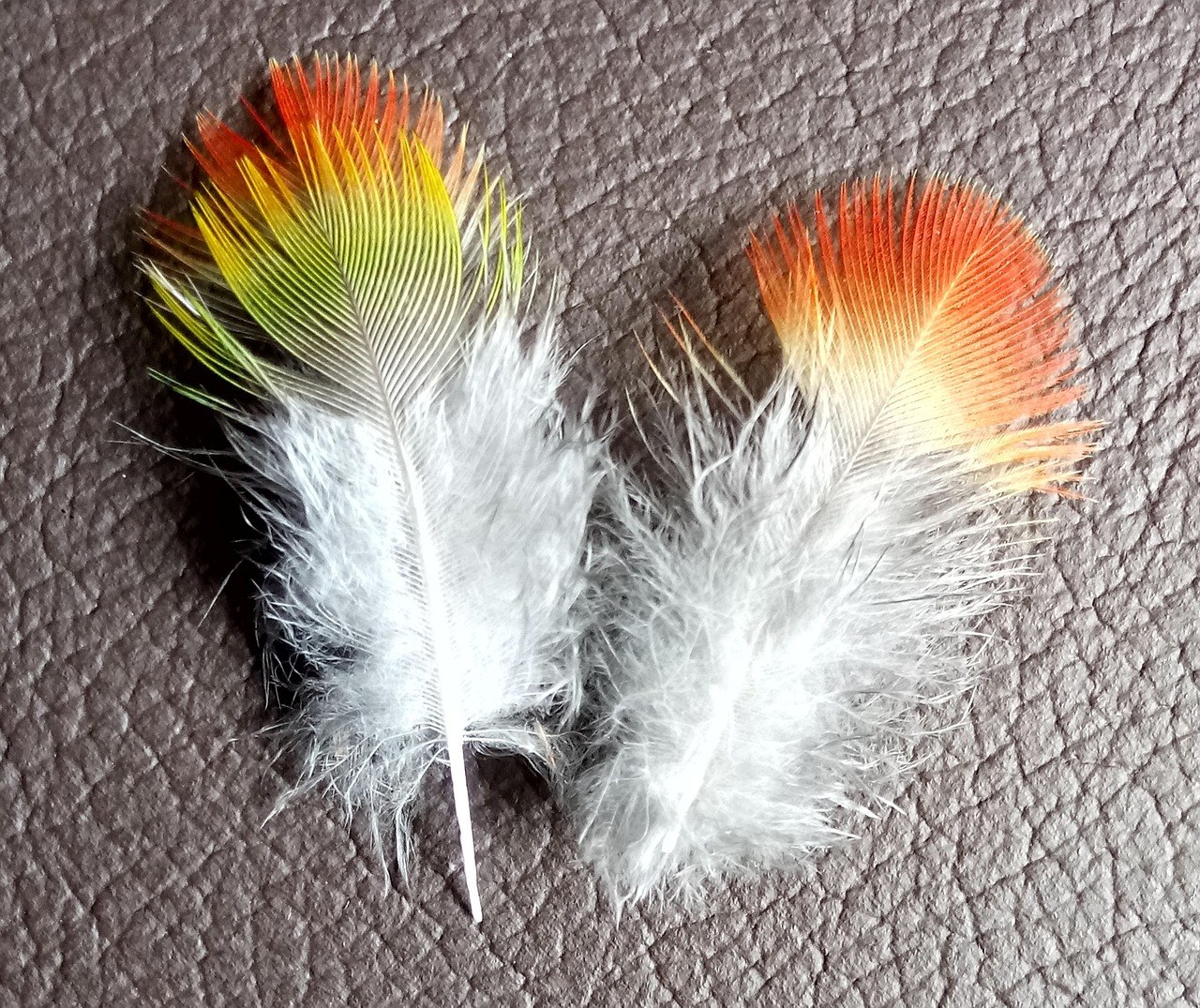 Необычные перья птиц