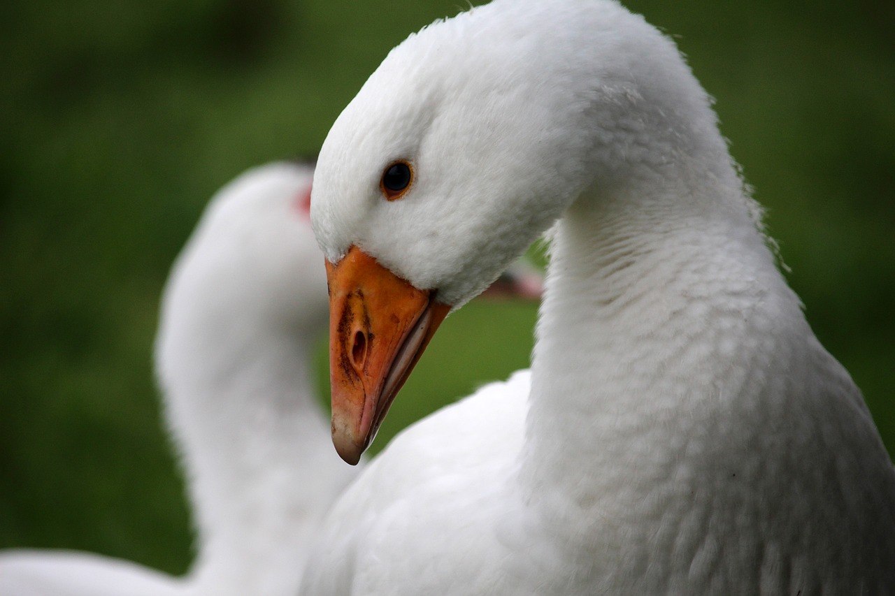 Goose. Белый Гусь. Белый гуль. Красивый белый Гусь. Красивая гусыня.